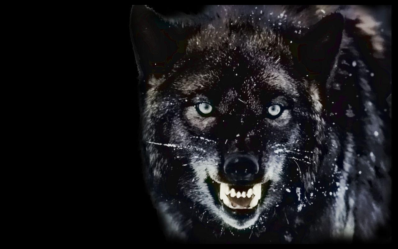 Wild Wolf Wallpapers - Top Những Hình Ảnh Đẹp