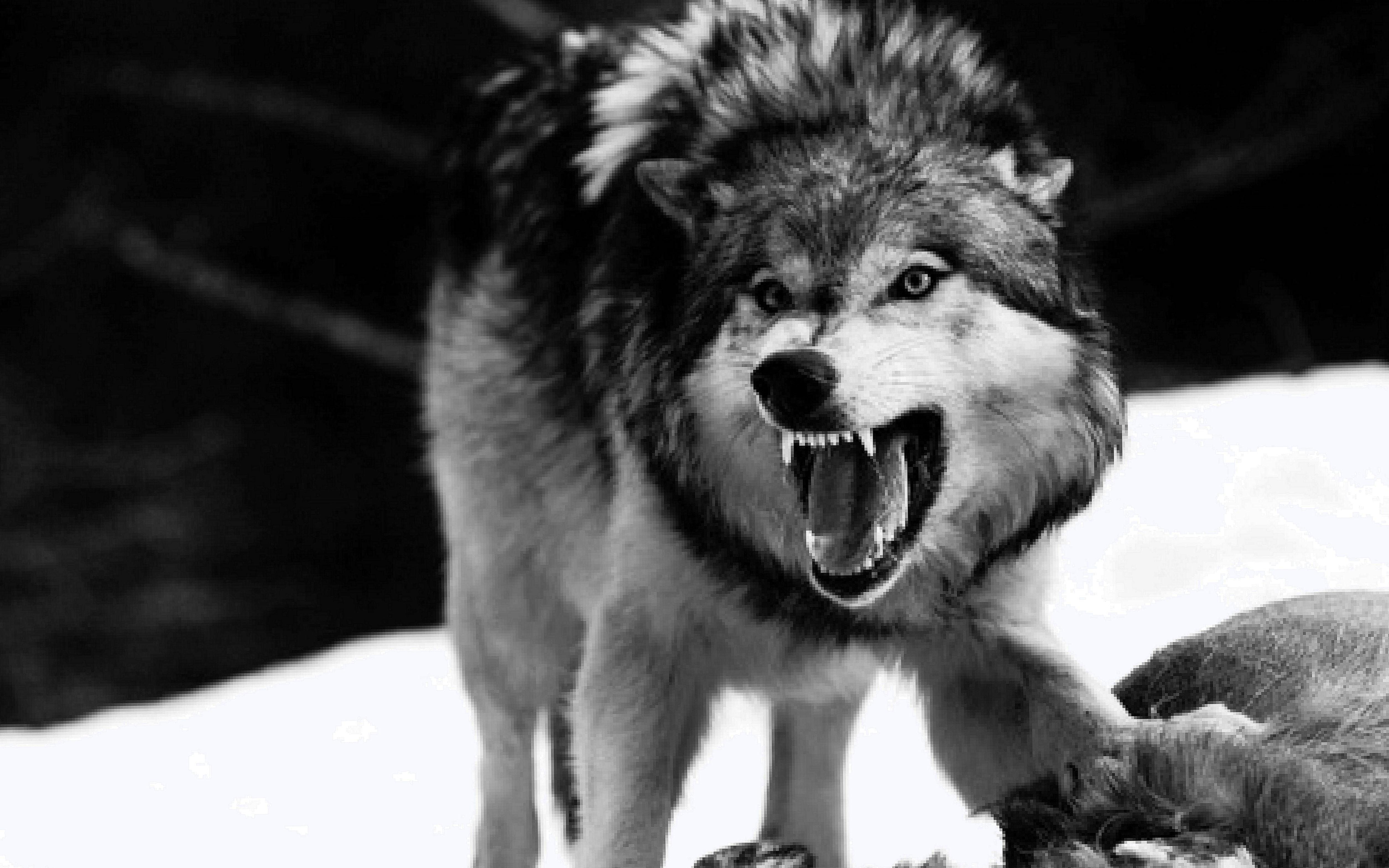 Angry Wolf Wallpapers - Top Free Angry Wolf Backgrounds - Wallpaperaccess