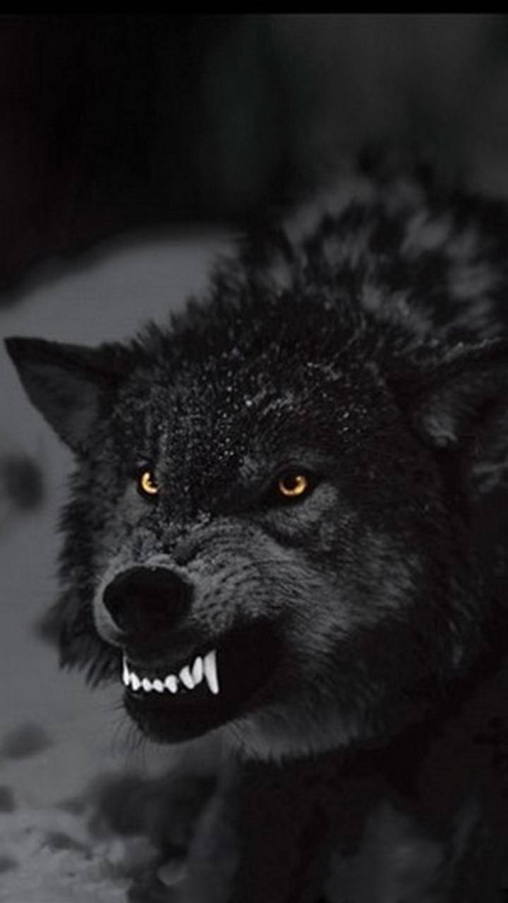 Angry Wolf Wallpapers - Top Free Angry Wolf Backgrounds - Wallpaperaccess