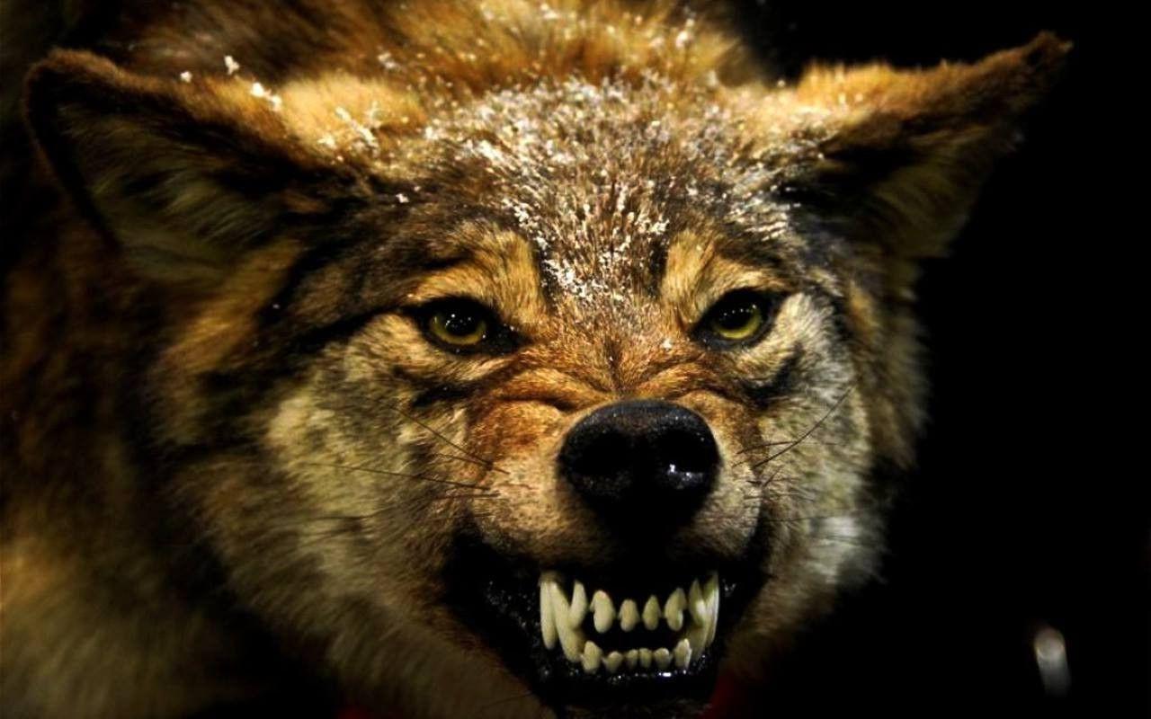 1280x800 Download <== Wolf Wallpaper Hd, Download Wallpaper