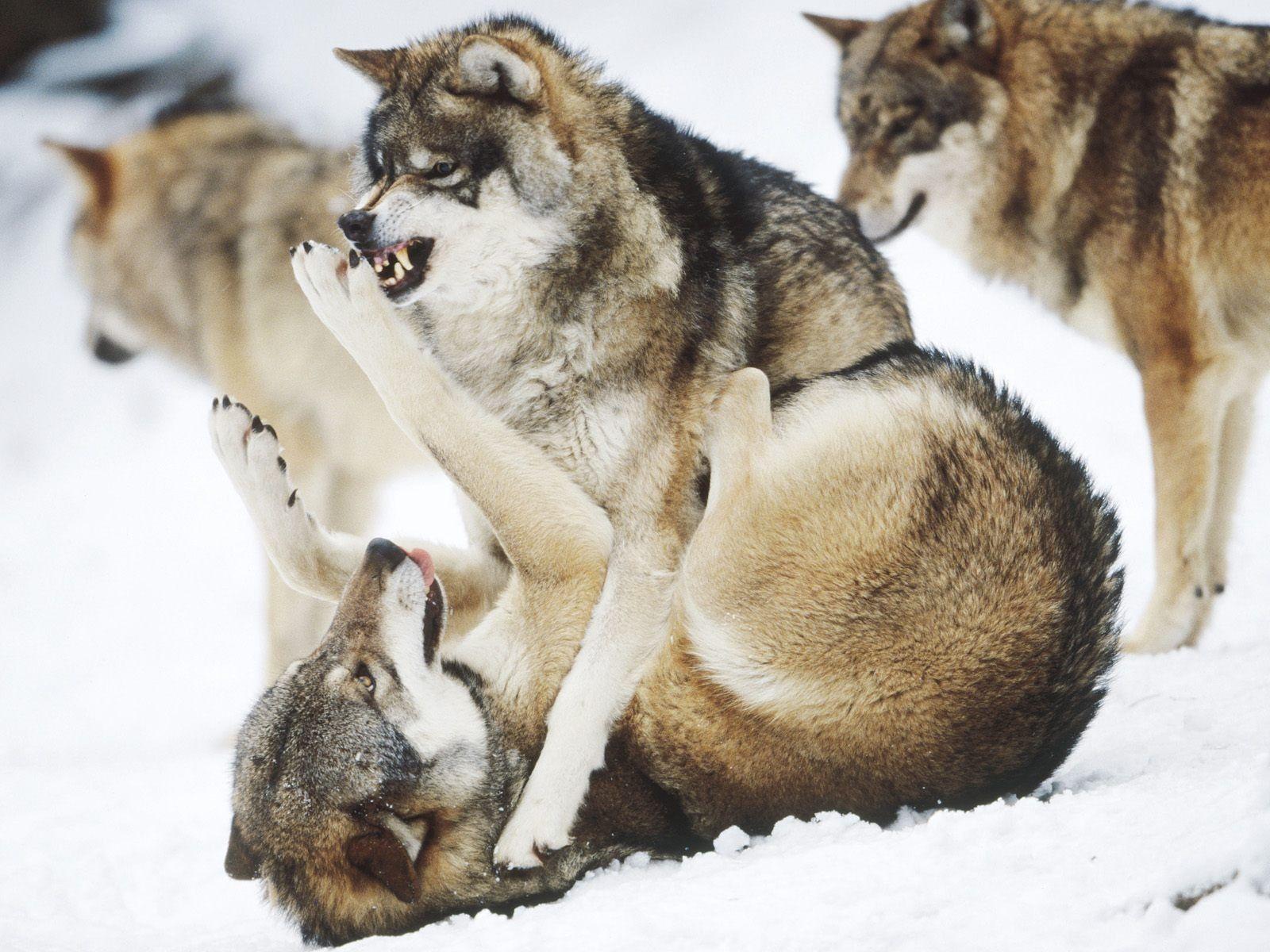 1600x1200 Angry Wolves Wallpaper Wolves Animals 22 Wallpaper