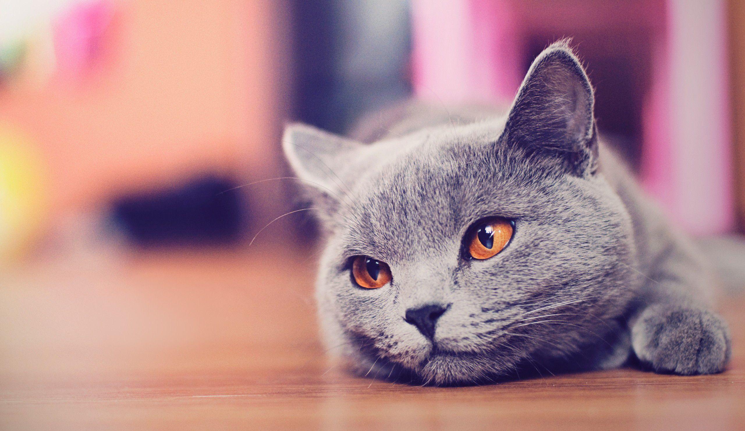 2560x1480 Cute Cat Art Tumblr Wallpaper Wallpaper and Background