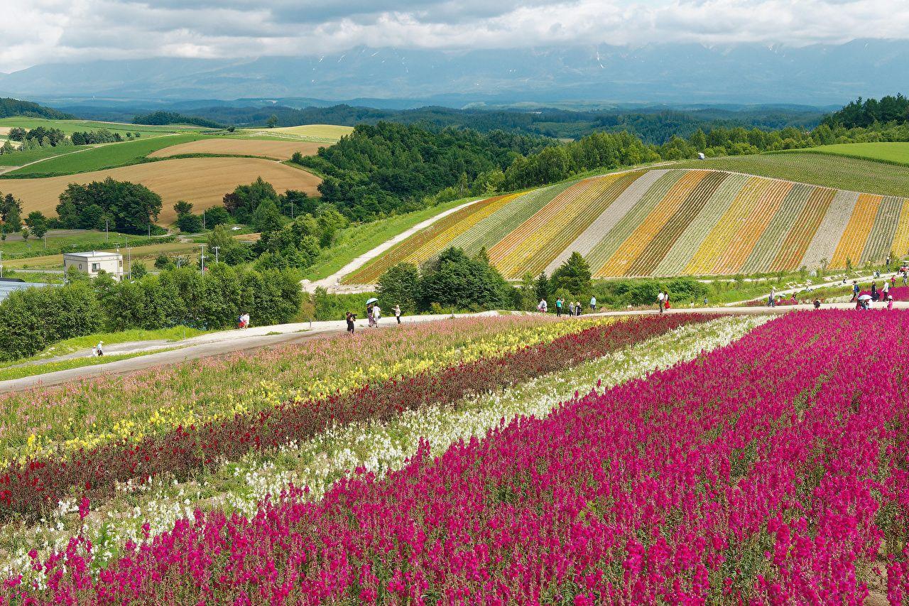 1280x853 Desktop Wallpaper Japan Hokkaido Nature Fields