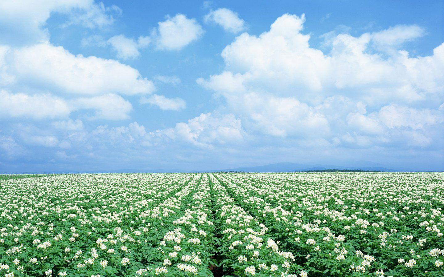 1440x900 Hokkaido Scenery Wallpaper Wallpaper Wallpaper 47960