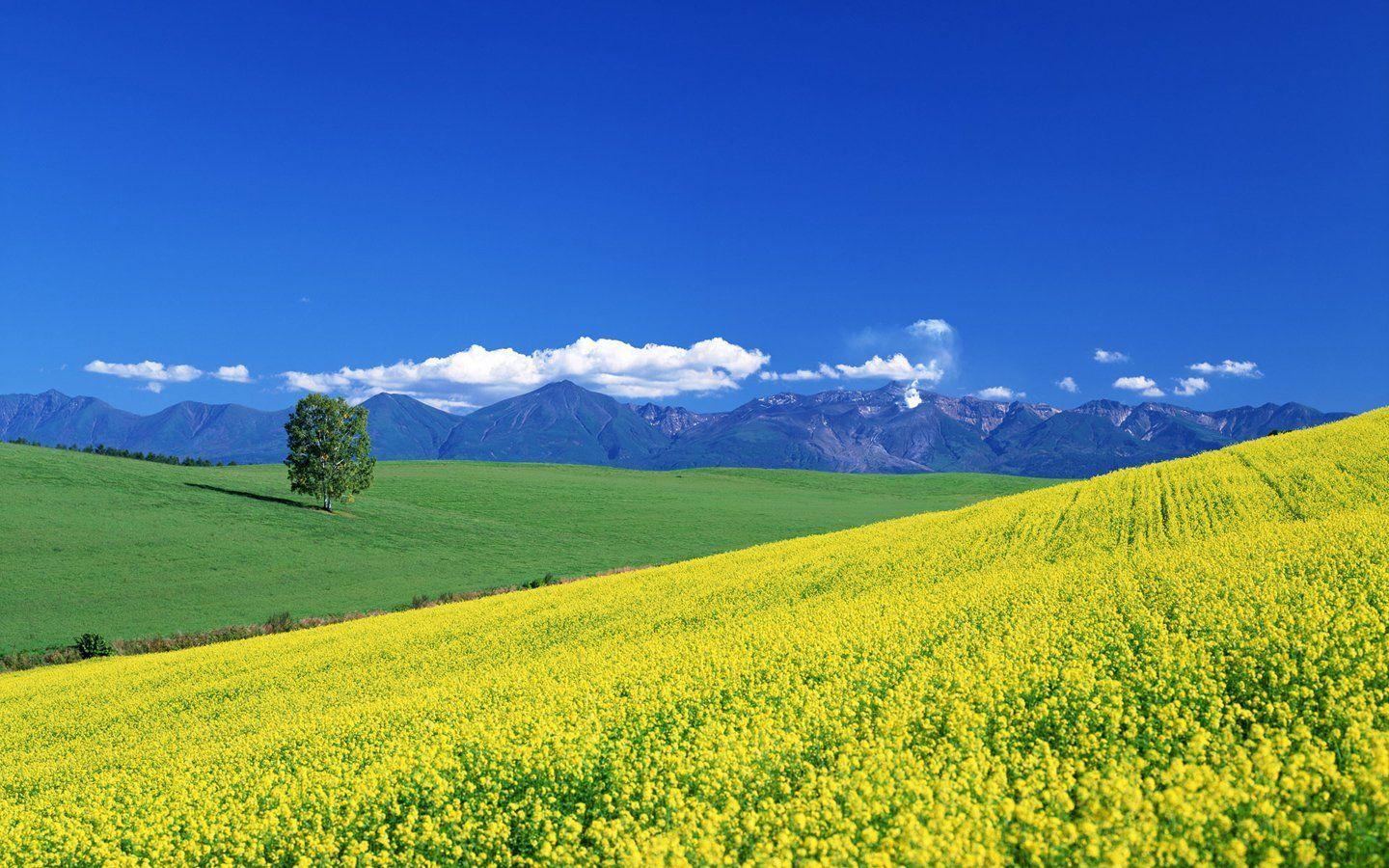 1440x900 HD Wallpaper Yellow Wild Flowers in Hokkaido