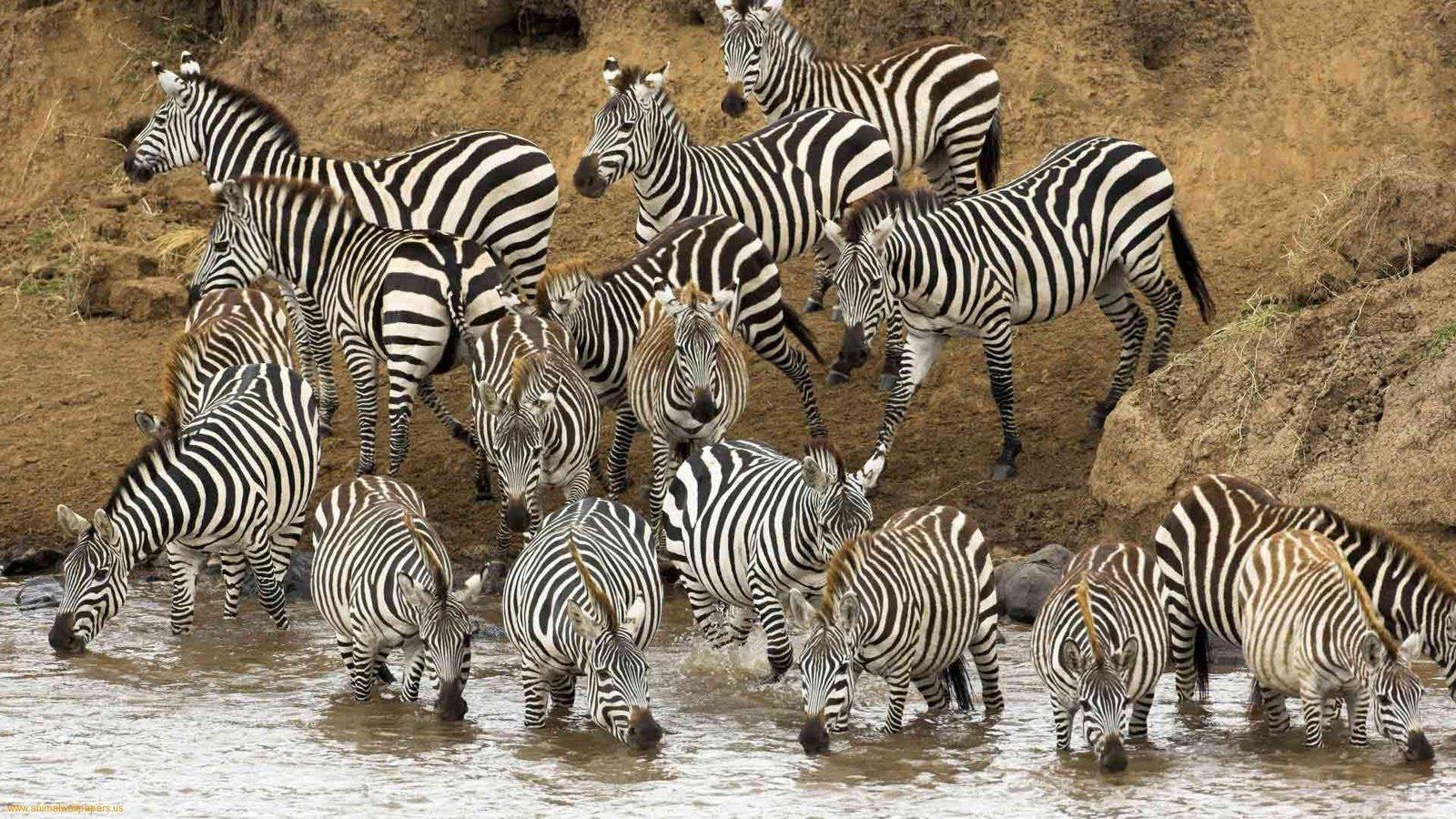 1600x900 Wild animal wallpaper, wild animal wallpaper