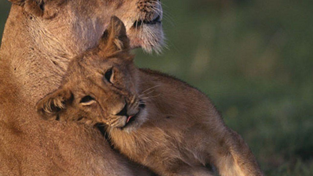 1280x720 Animal Wallpaper, Wild Animal Wallpaper, Animal Kingdom