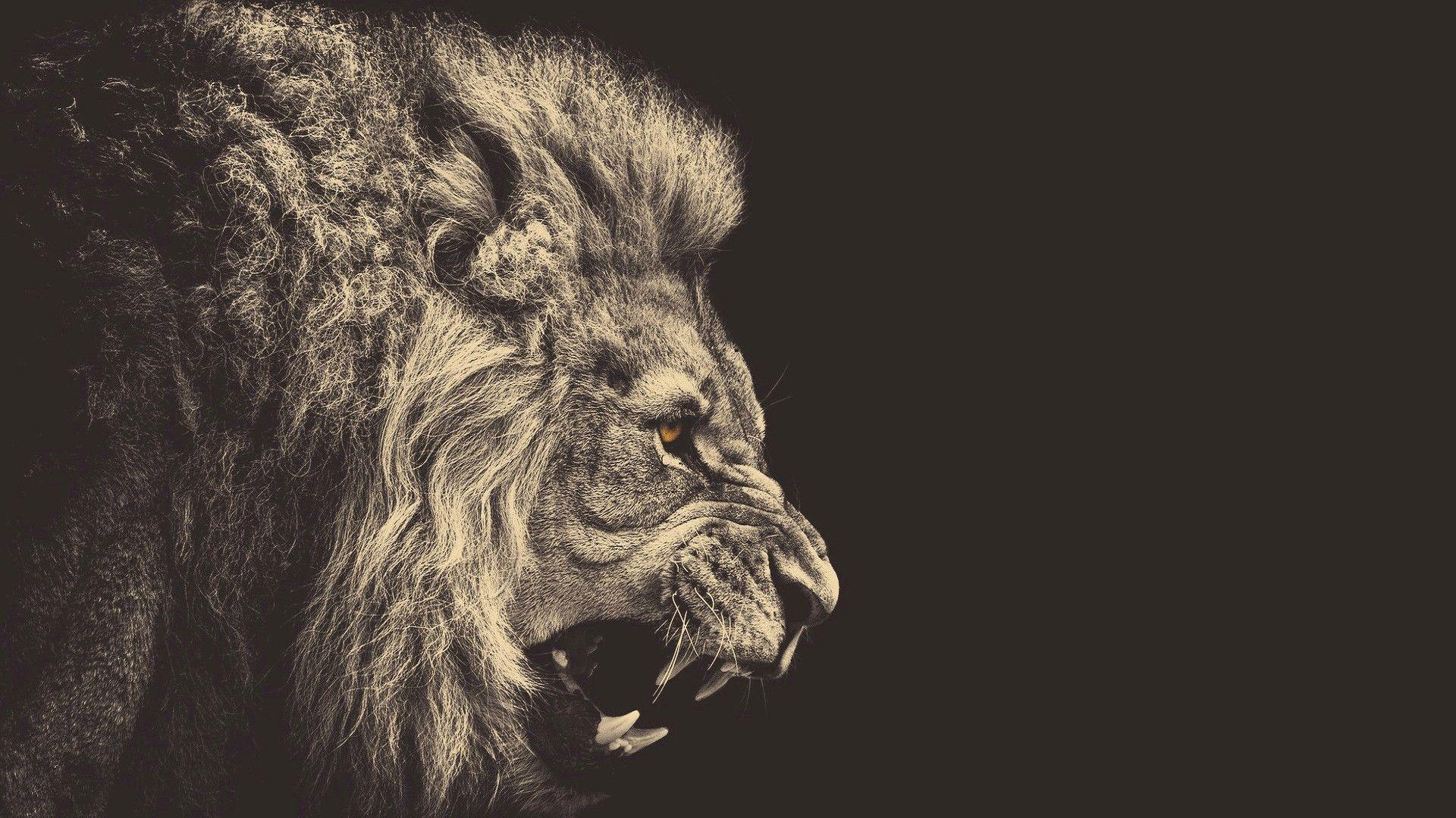 1920x1080 HD Animal Wallpaper 1920x1080