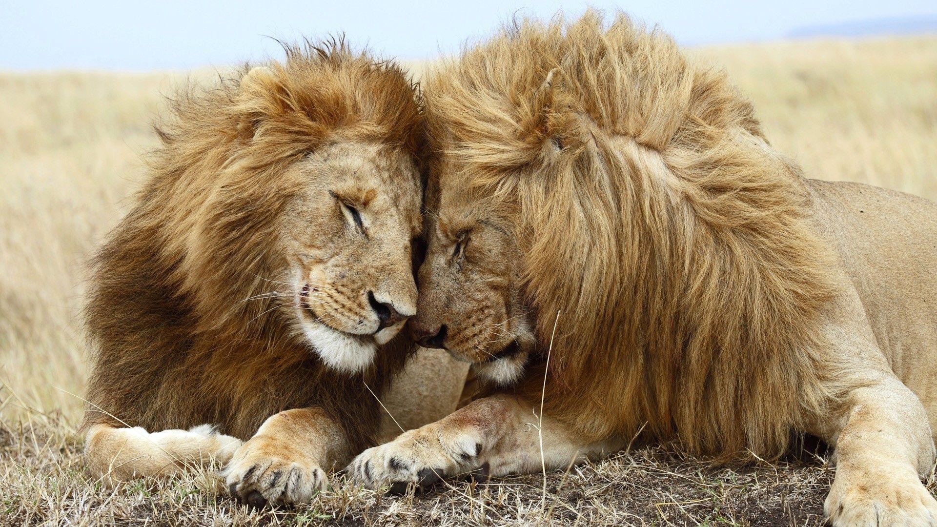 1920x1080 Marvelous Wild Animal Wallpaper Desktop For Background HD