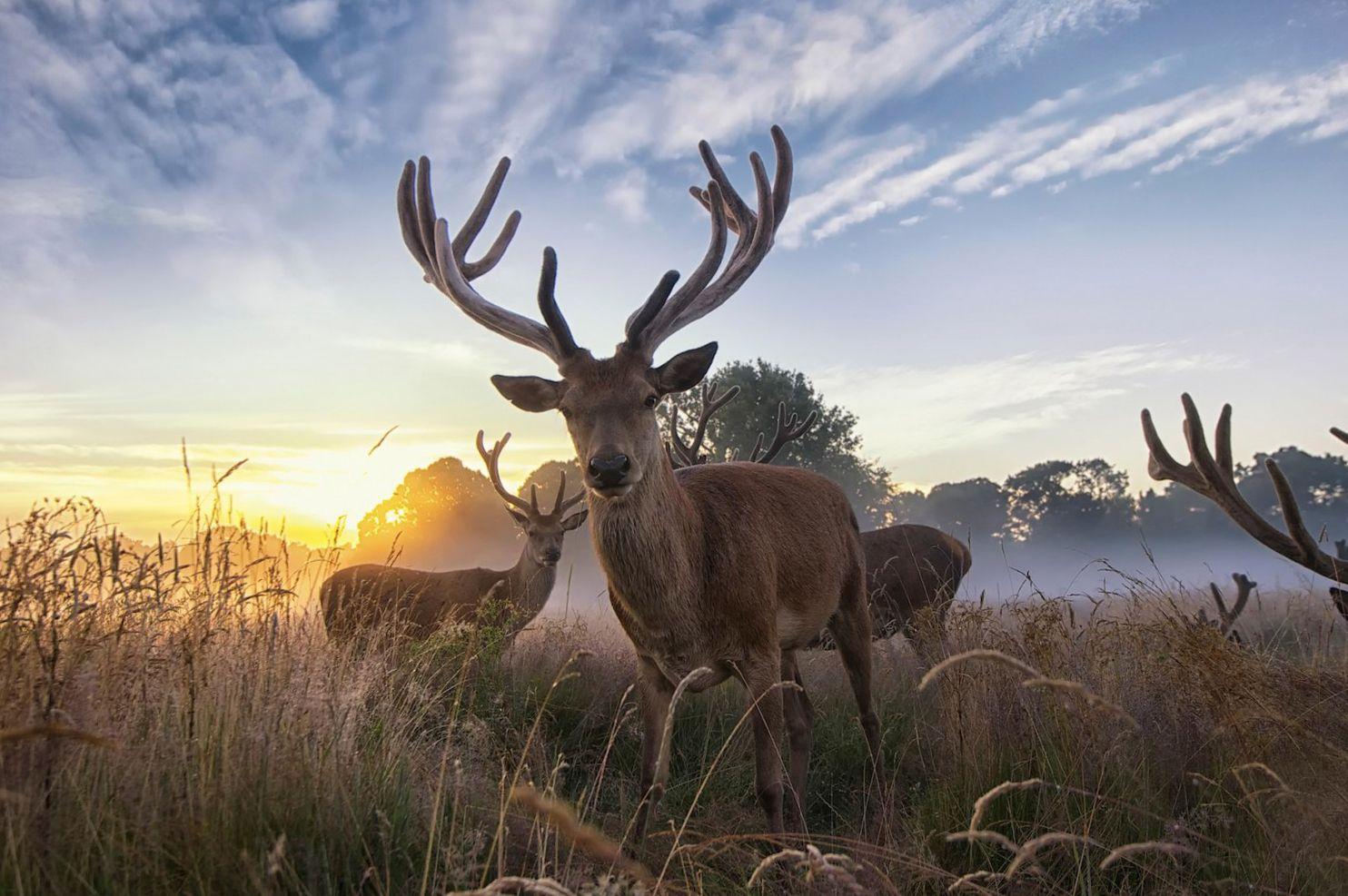 1484x987 Wild Animal Wallpaper Px, , HD Wallpaper