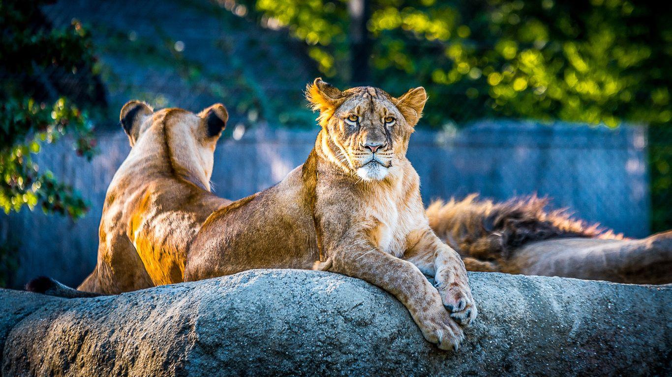 1366x768 Lionesse Lion Predator Wild Animal 4k 1366x768