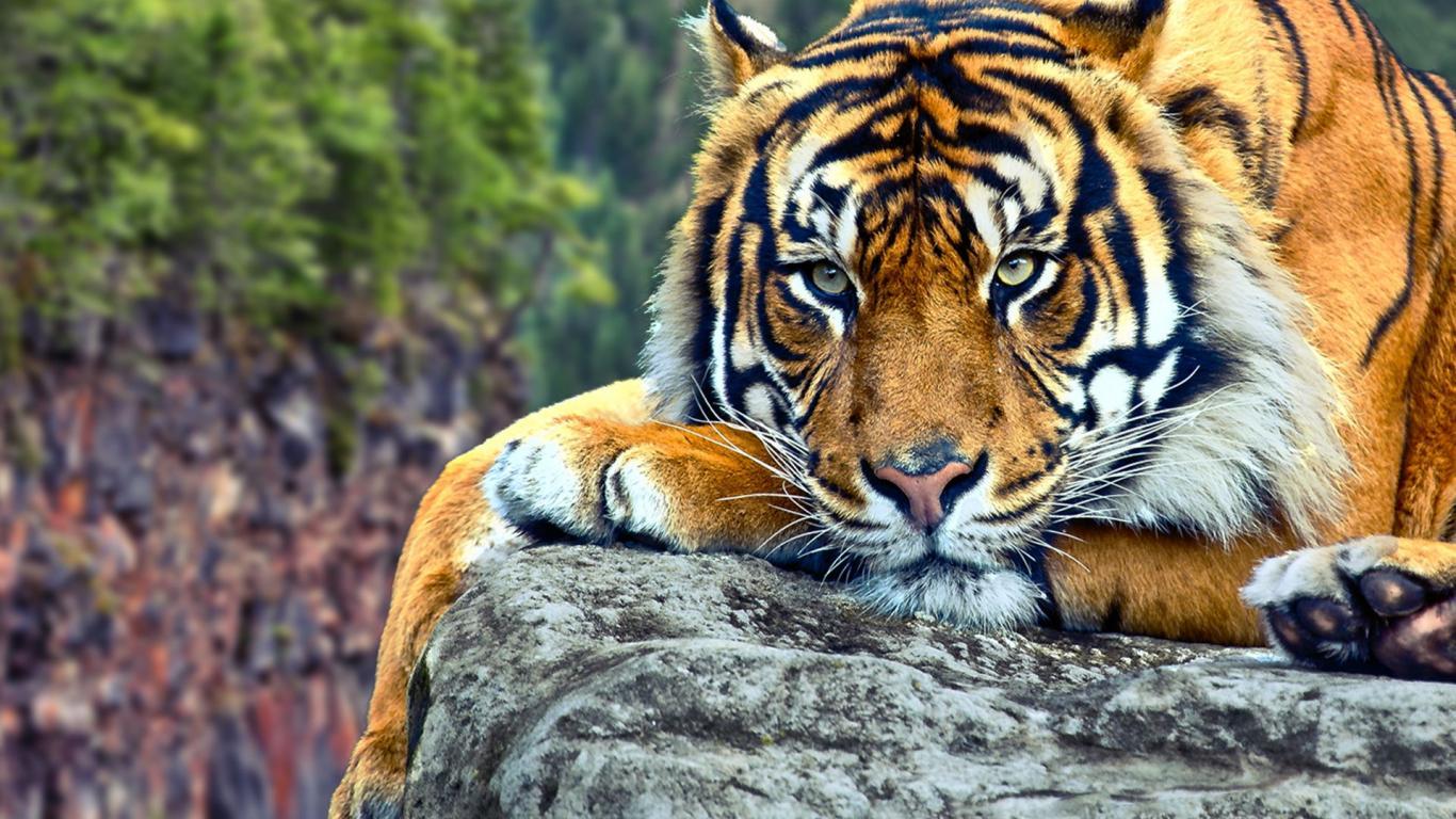 1366x768 Wild animal wallpaper download