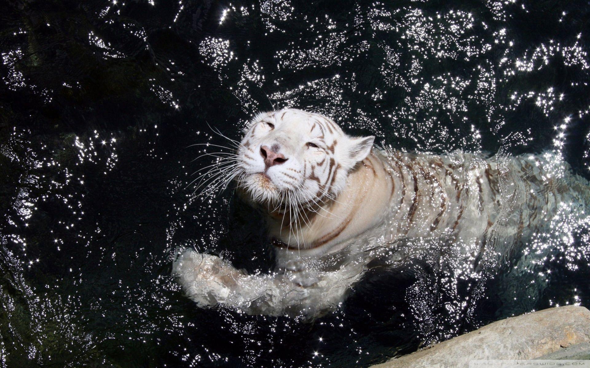 1920x1200 White Tiger Swimming ❤ 4K HD Desktop Wallpaper for 4K Ultra HD TV