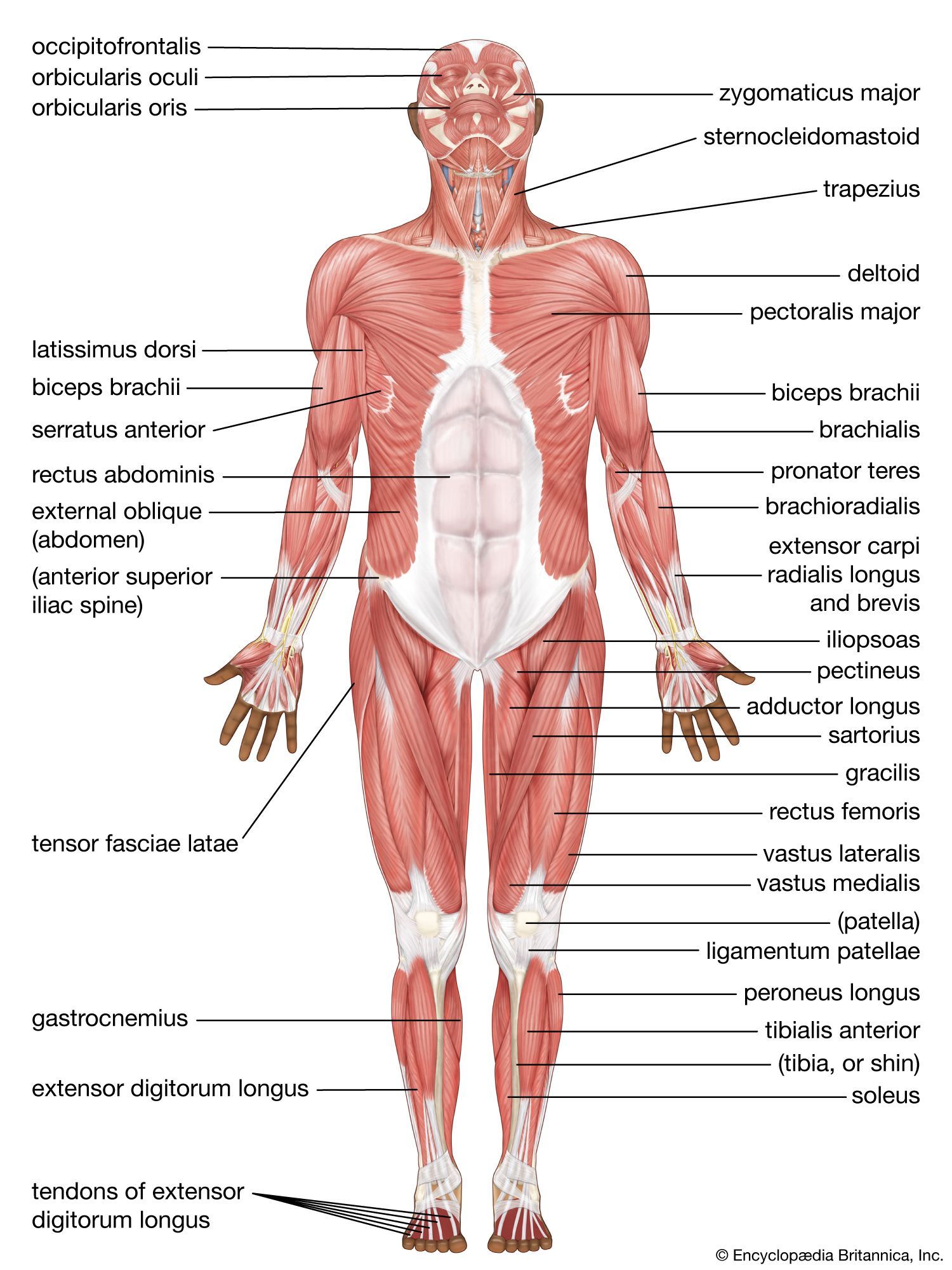 1500x2000 Human muscle system. Functions