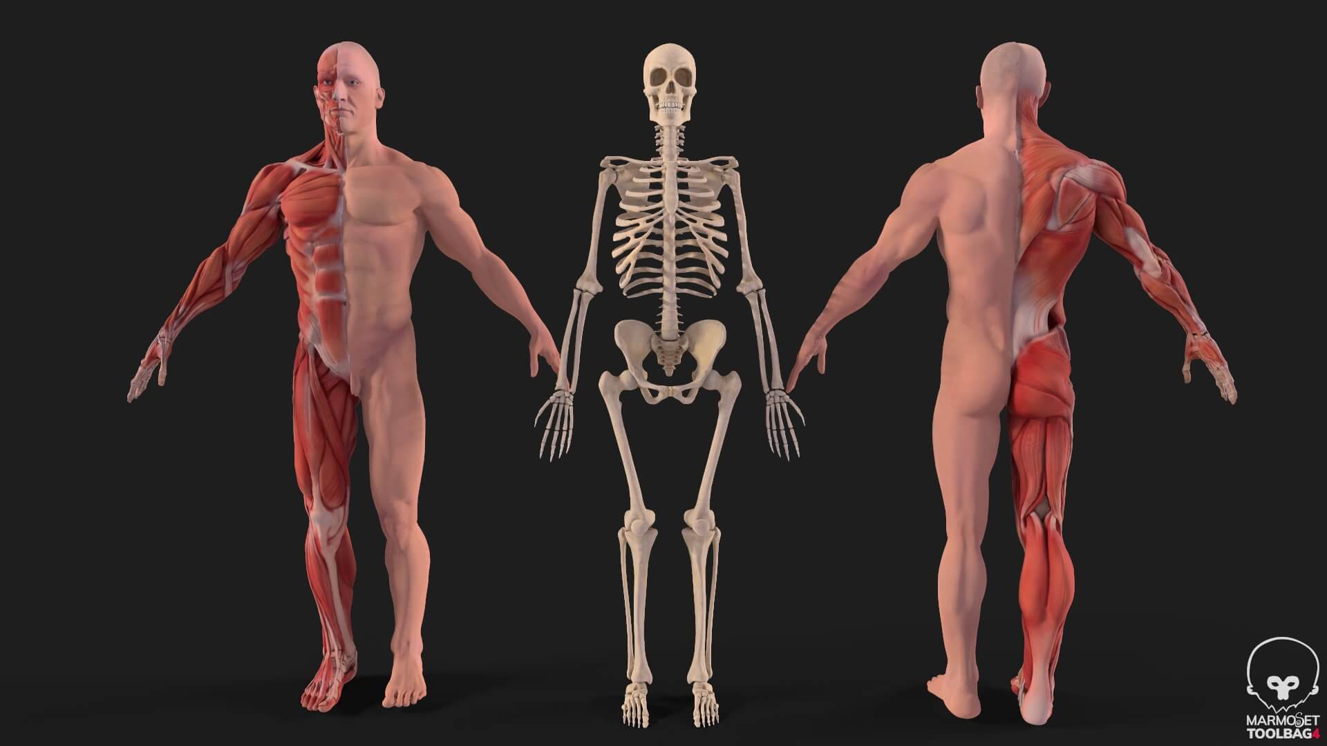 1920x1080 Human Anatomy Full Body Muscular System