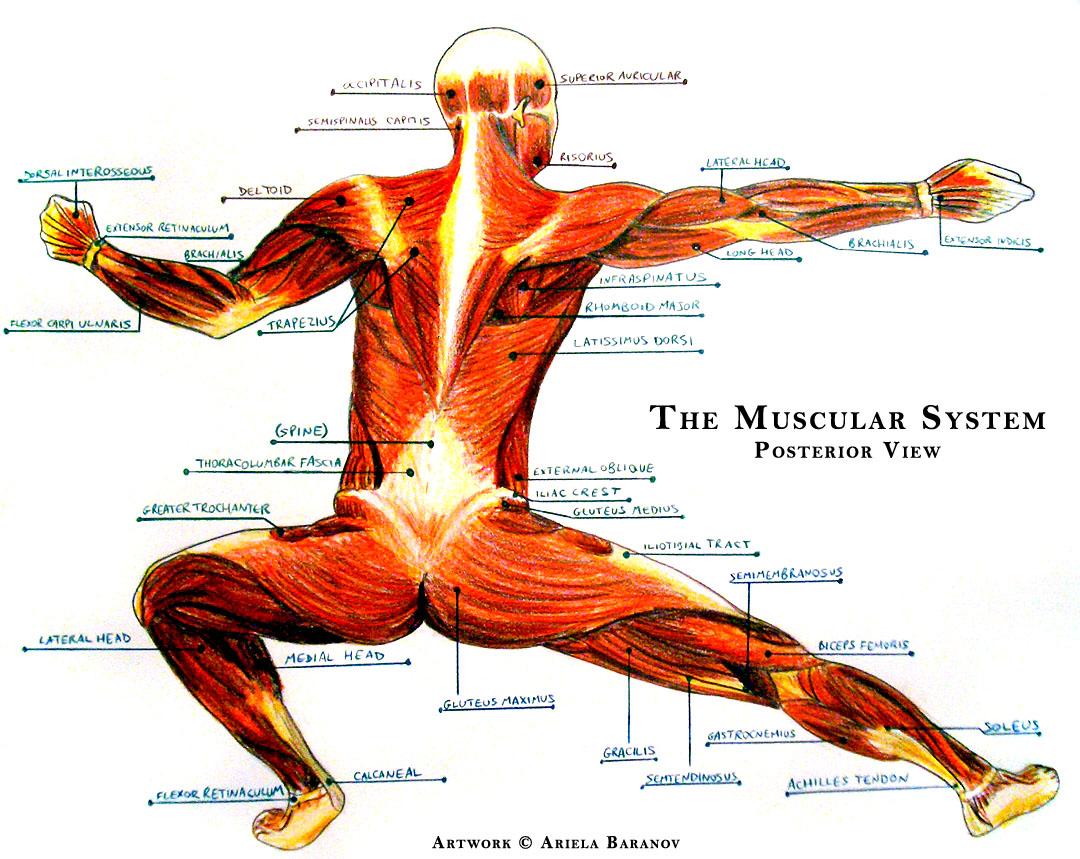1080x859 Muscular System Wallpaper