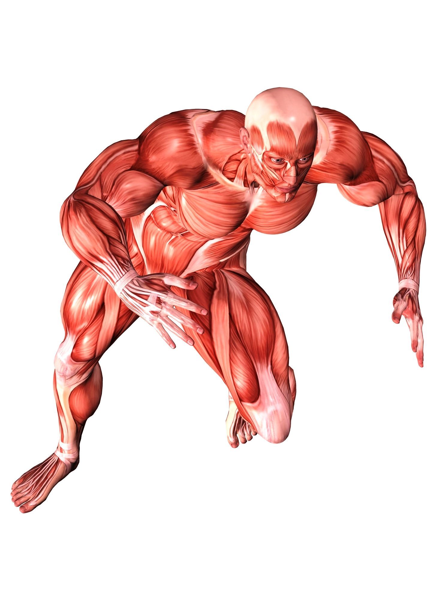 1488x2015 Muscular System Wallpaper
