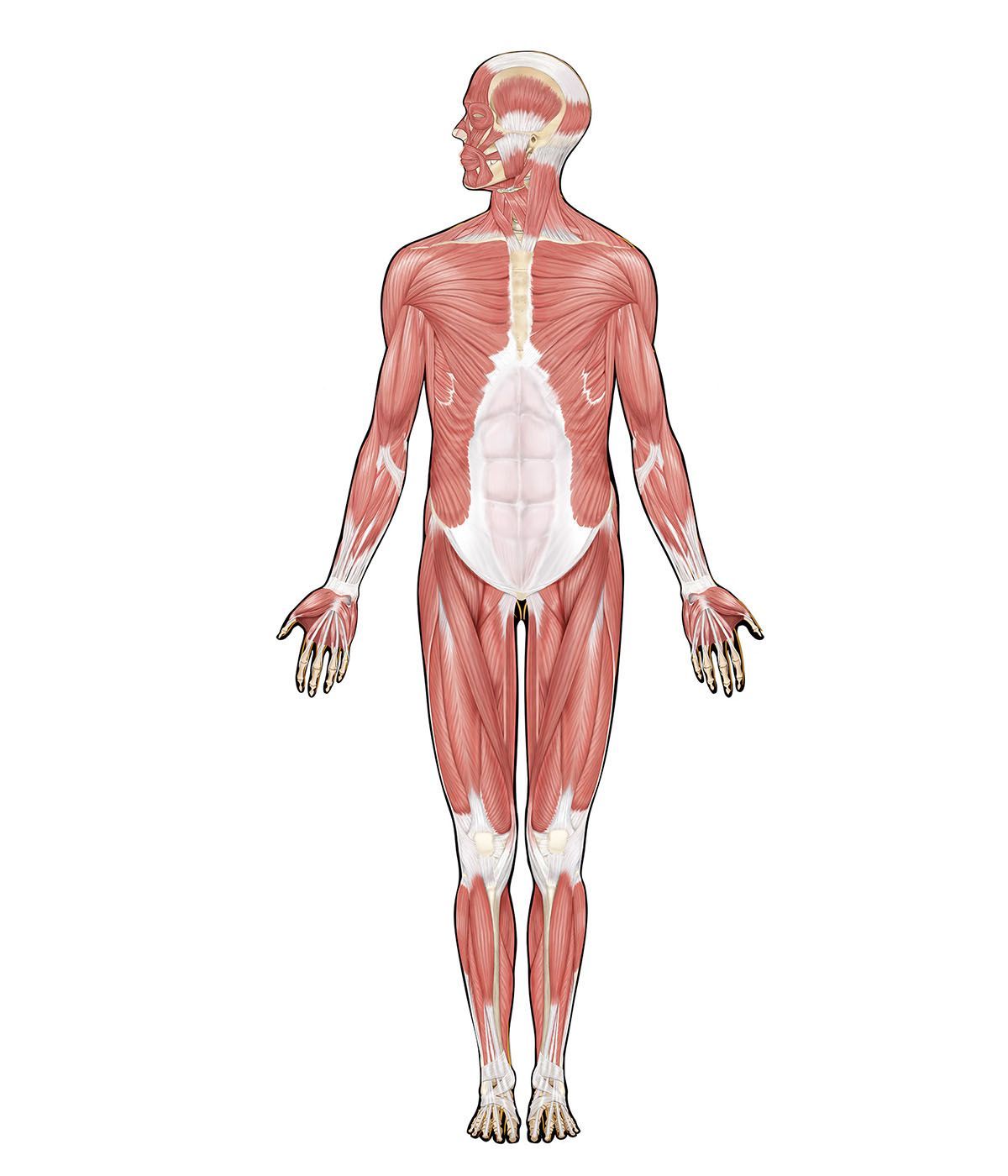 1200x1400 Human muscle system. Functions