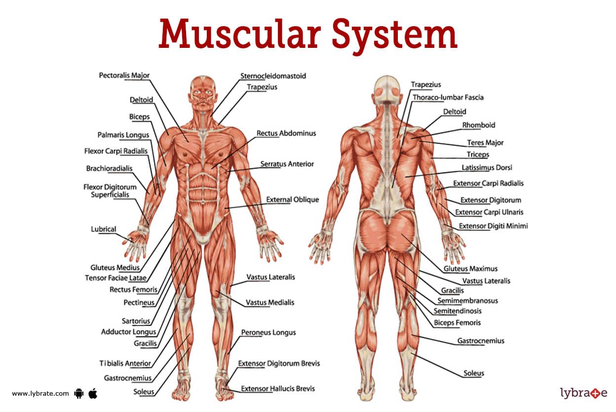 1248x835 Muscular System Human Anatomy