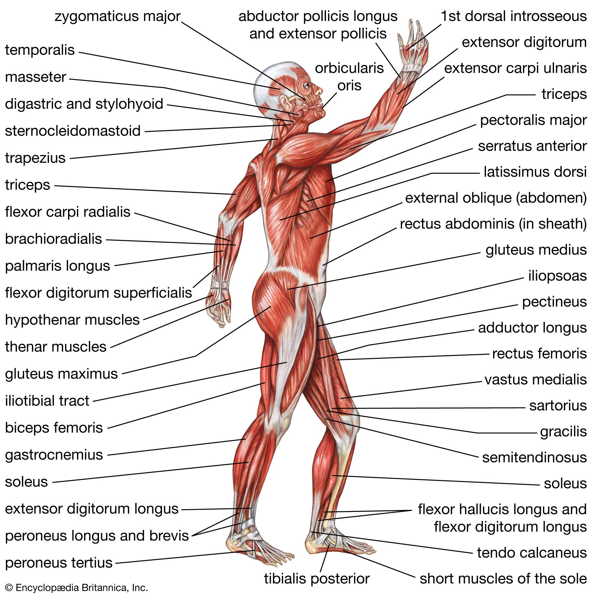 2000x2000 Human muscle system. Functions