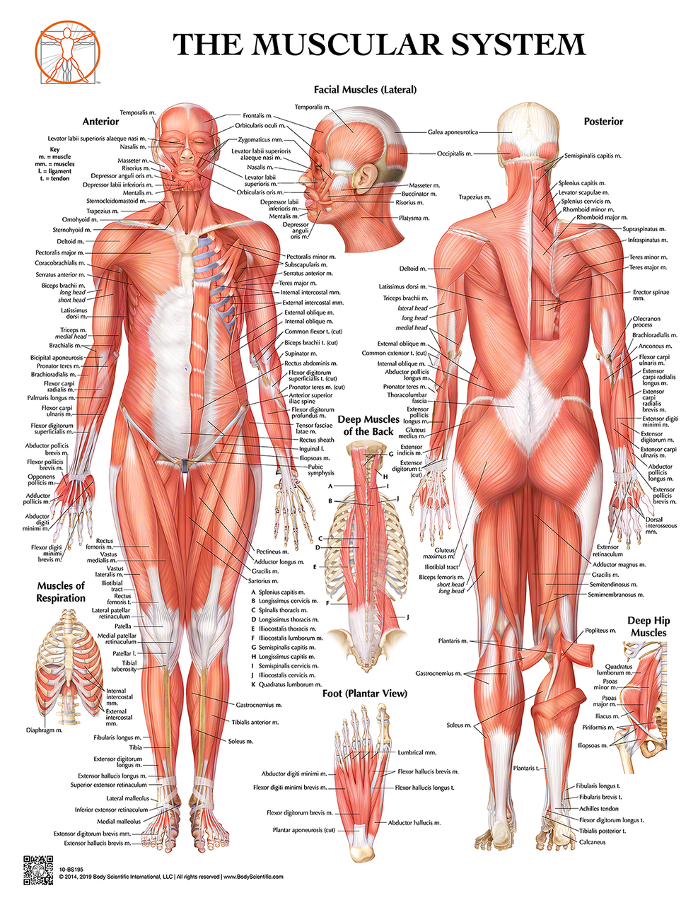987x1280 Muscular Poster
