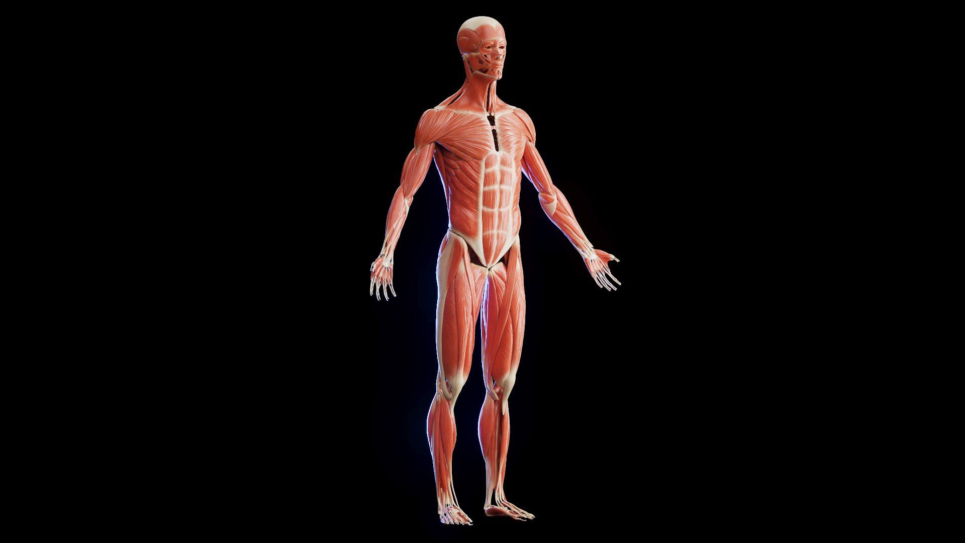 Muscular System Wallpapers - Top Free Muscular System Backgrounds
