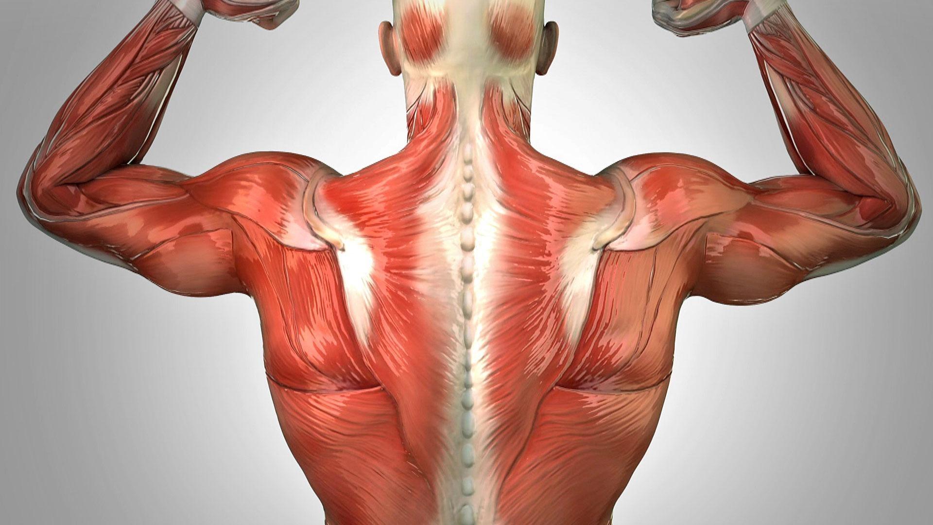 1920x1080 Muscles