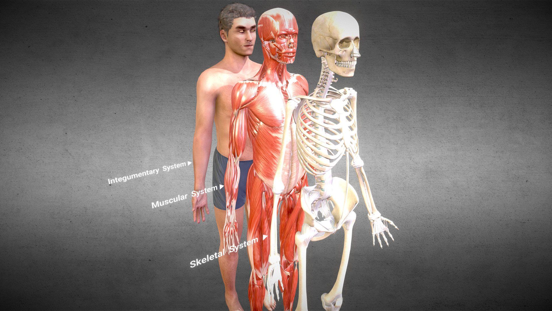 1920x1080 3D Musculoskeletal system Anatomy