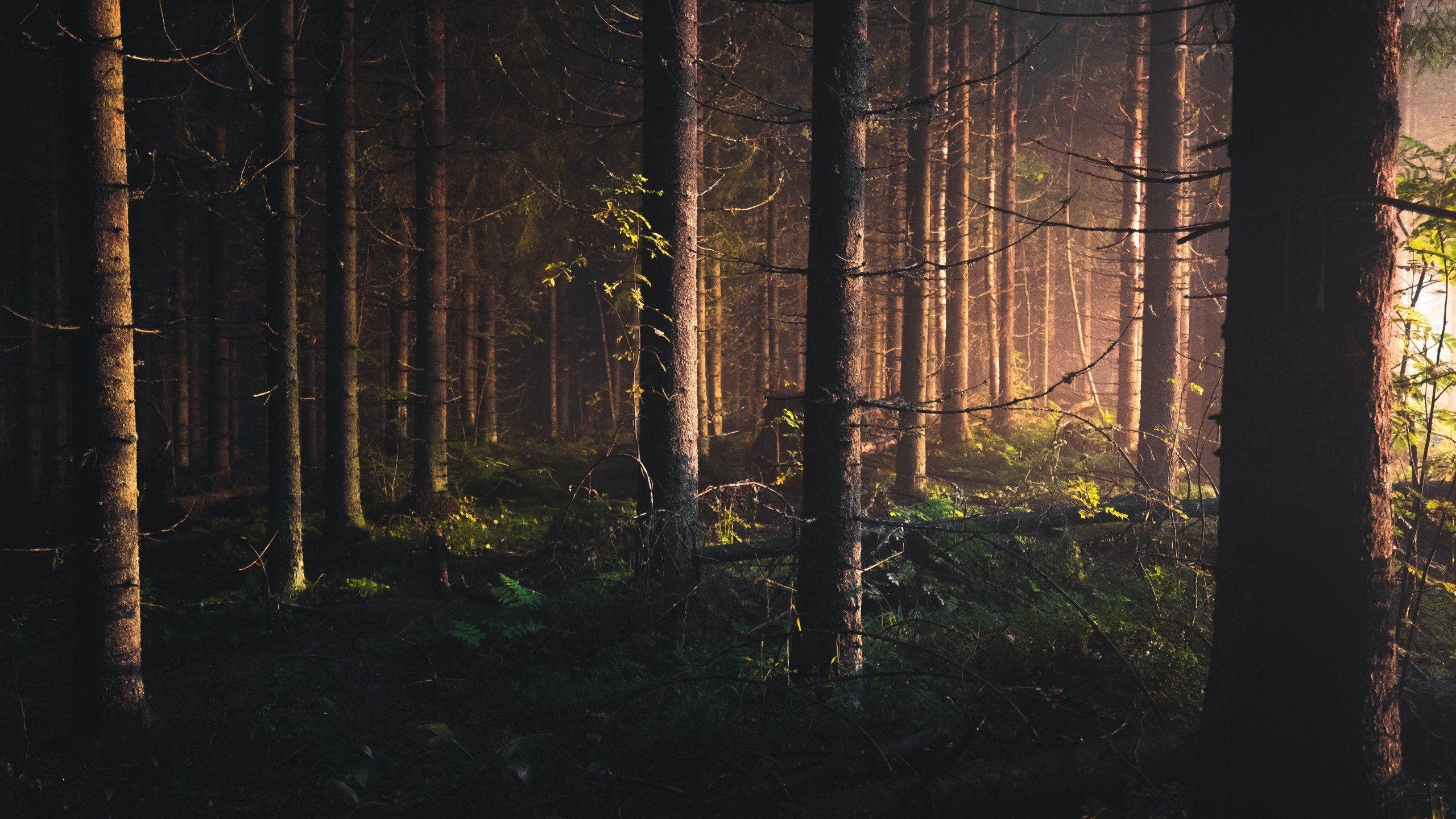 Dark Forest 4K Wallpapers - Top Free Dark Forest 4K Backgrounds
