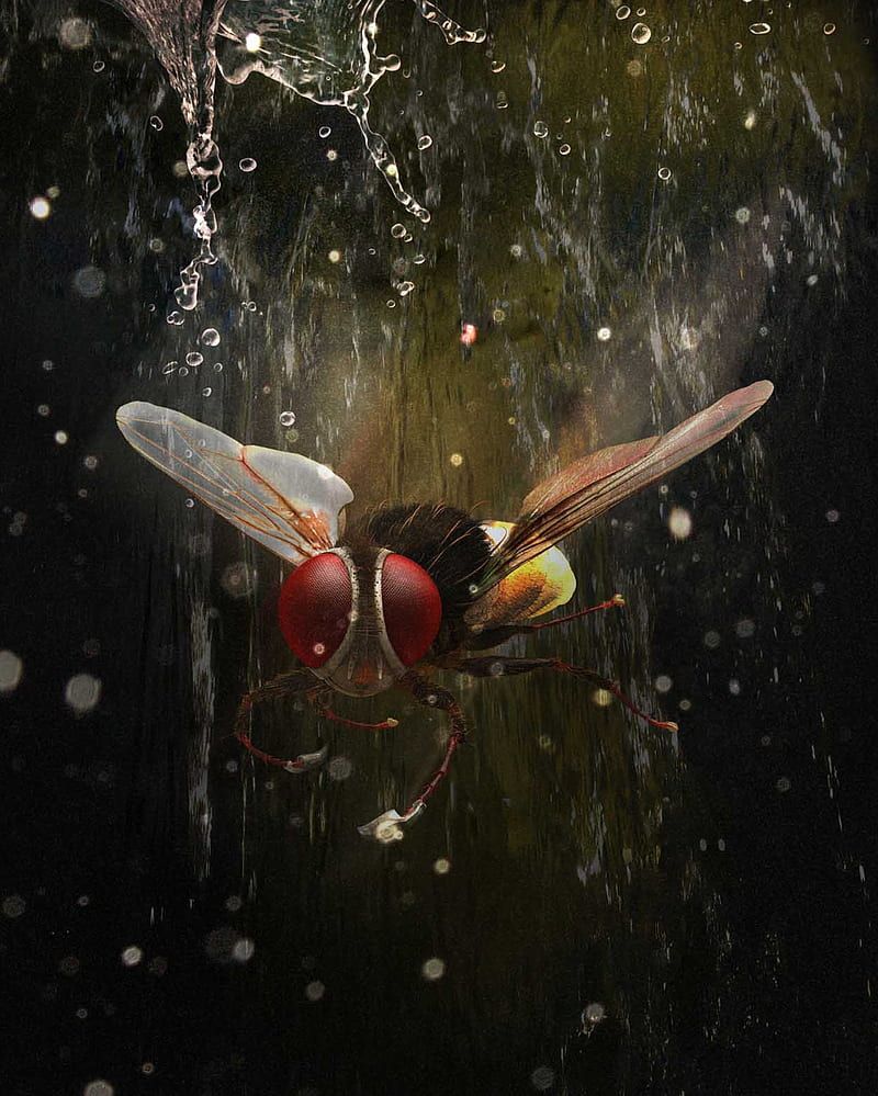 800x999 Naan Ee, eega, HD phone wallpaper
