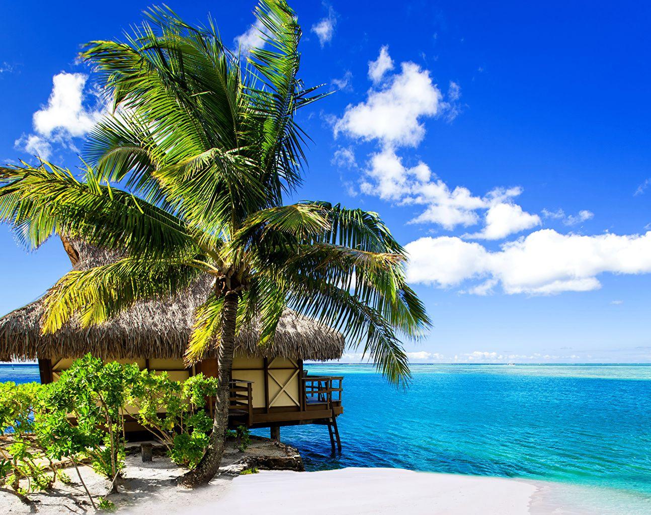 1294x1024 Photos Bora Bora French Polynesia Bungalow Nature Sky Tropics palm
