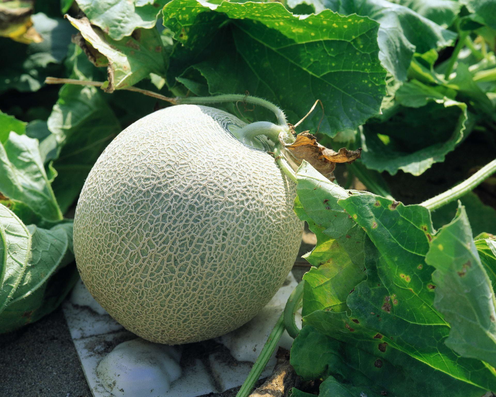1920x1536 Download Food Melon HD Wallpaper