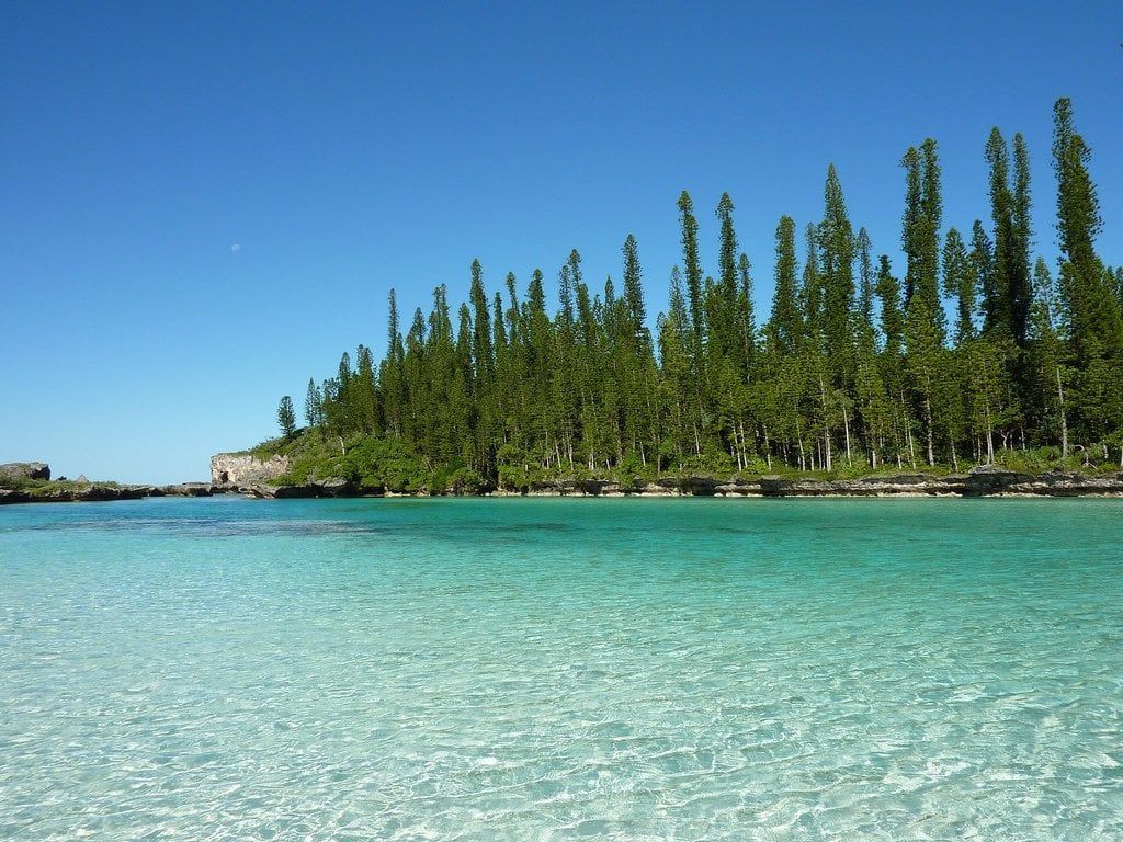 1024x768 TIL that the New Caledonia pine