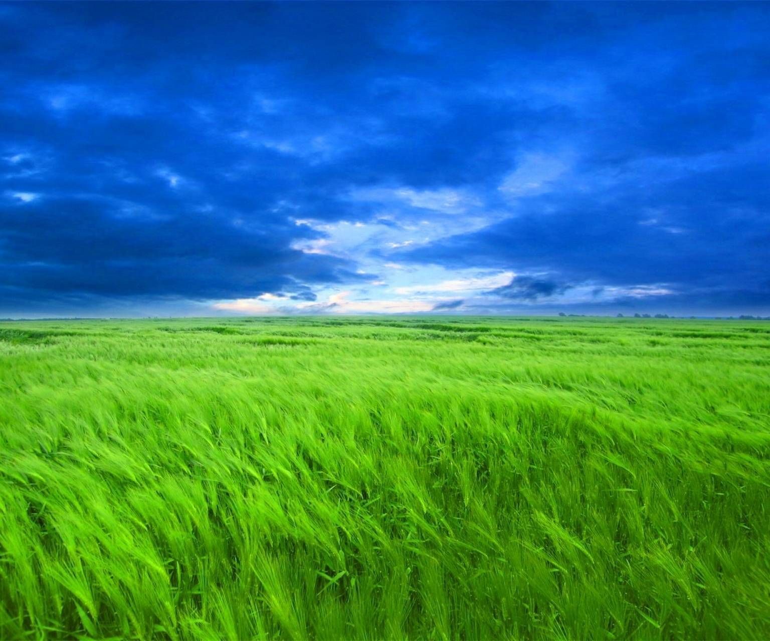 1536x1280 Green Field wallpaper