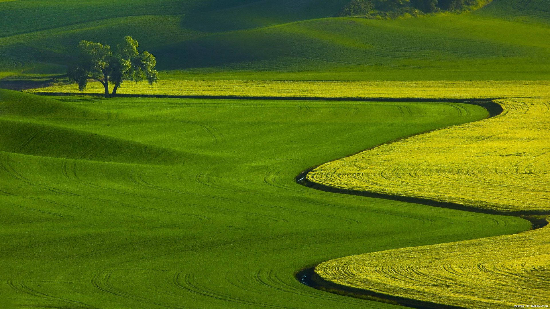 1920x1080 flowing crops Wallpaper
