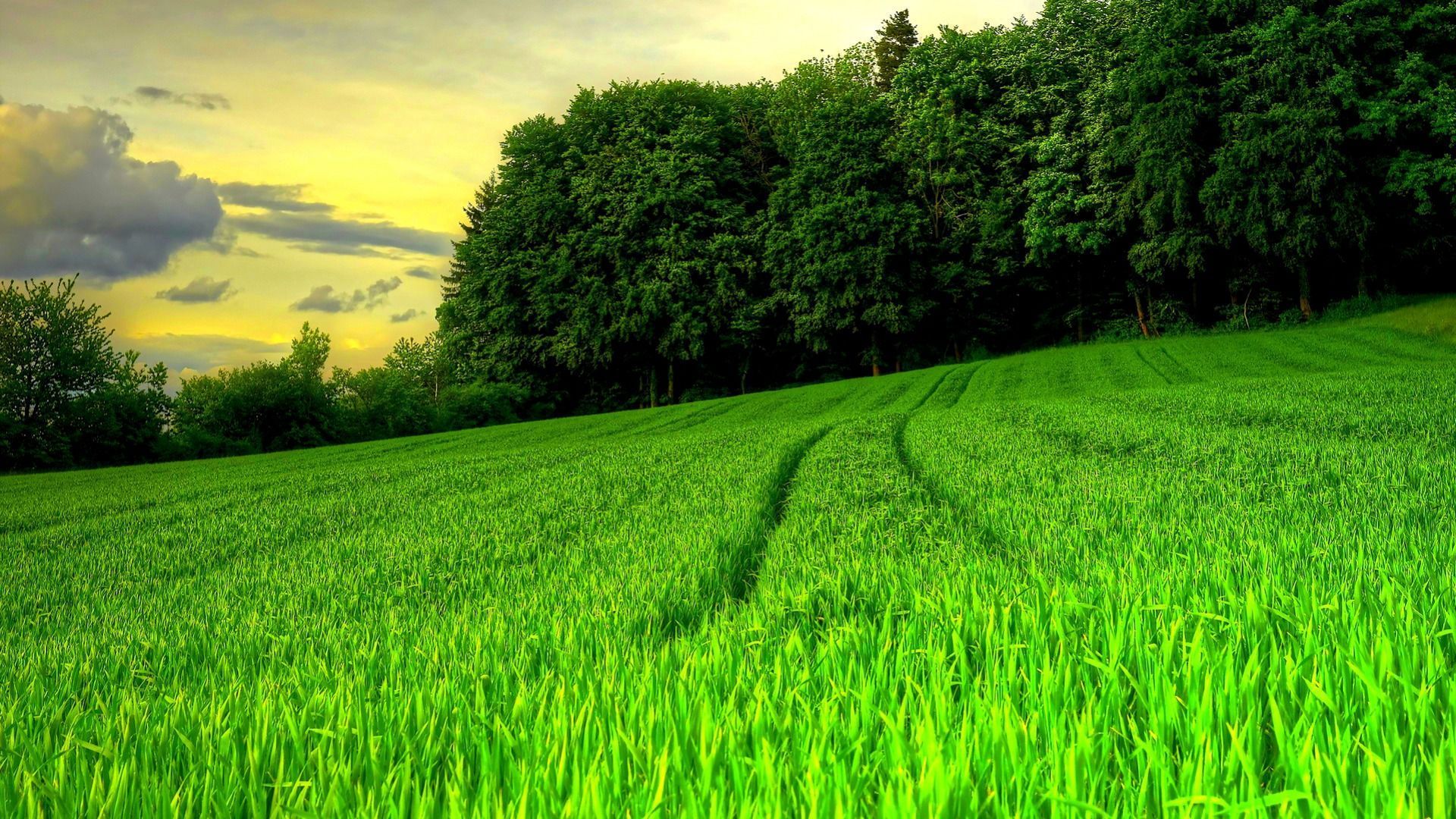 1920x1080 Sunset Nature Green Field HD Wallpaper