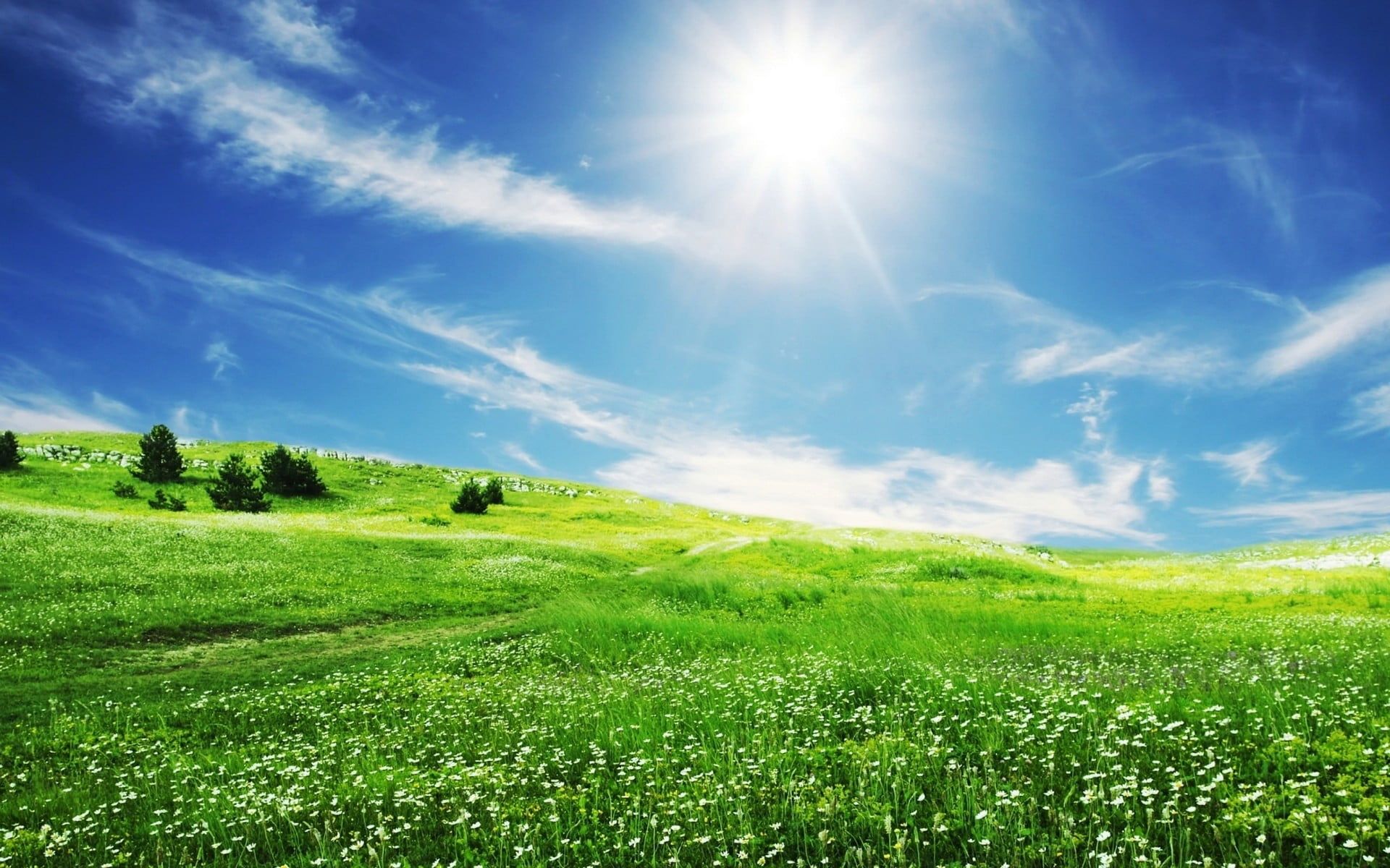 1920x1200 Green field with trees and view of sun