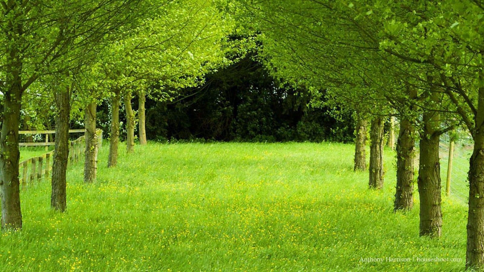 1600x900 Green Field Between Green Trees During