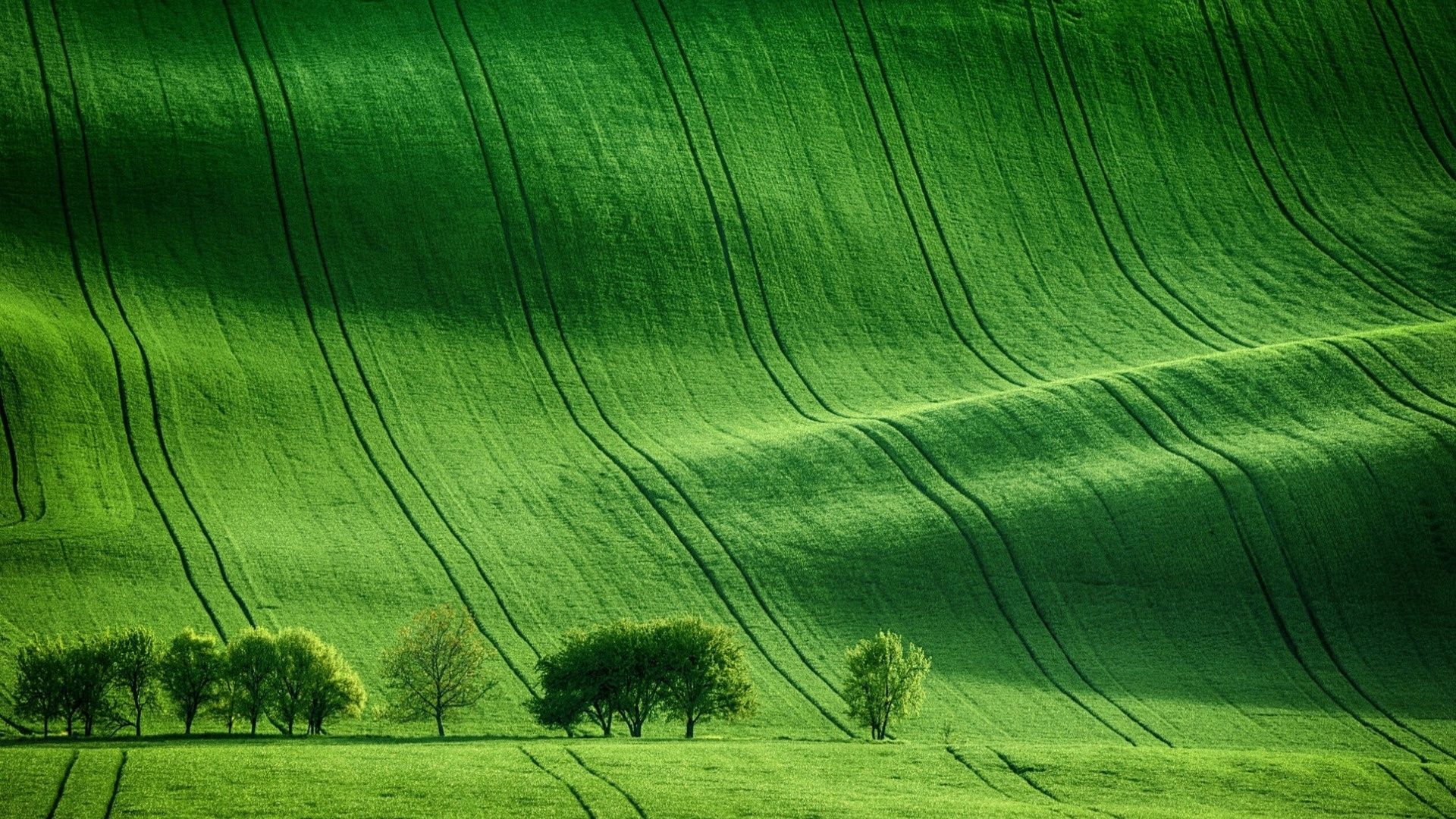1920x1080 Green Meadow Field Wallpaper, HD Nature