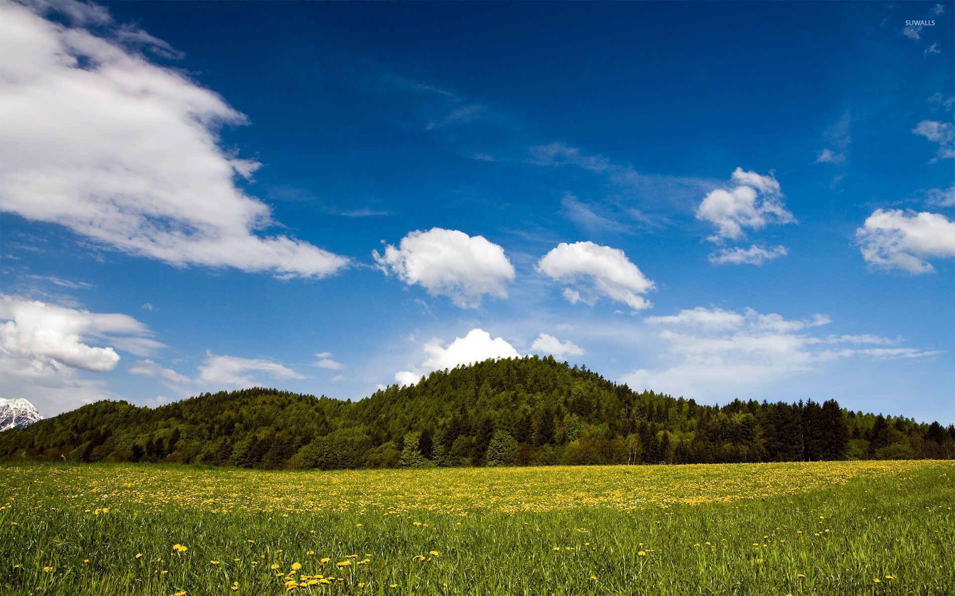 1920x1200 Green field wallpaper