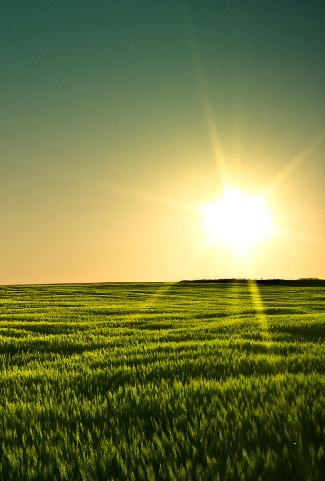 1040x1536 Green Field Wallpaper for iPhone 11