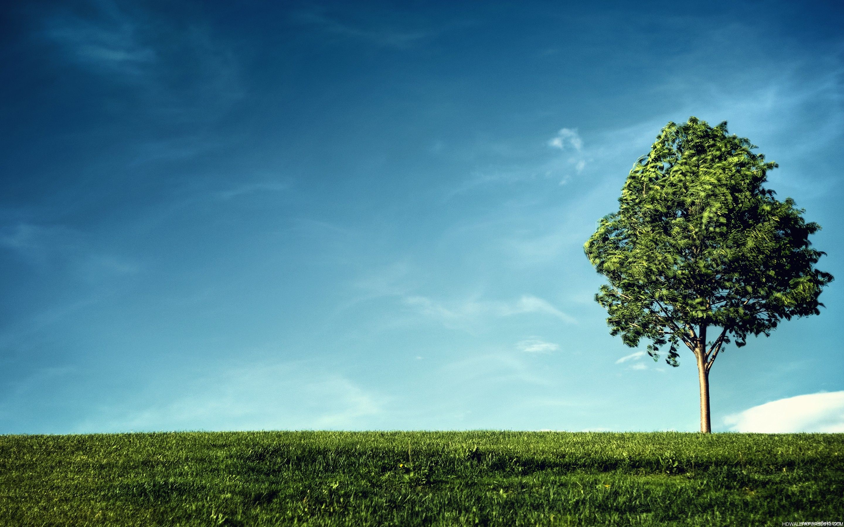 2880x1800 tree and blue sky wallpaper