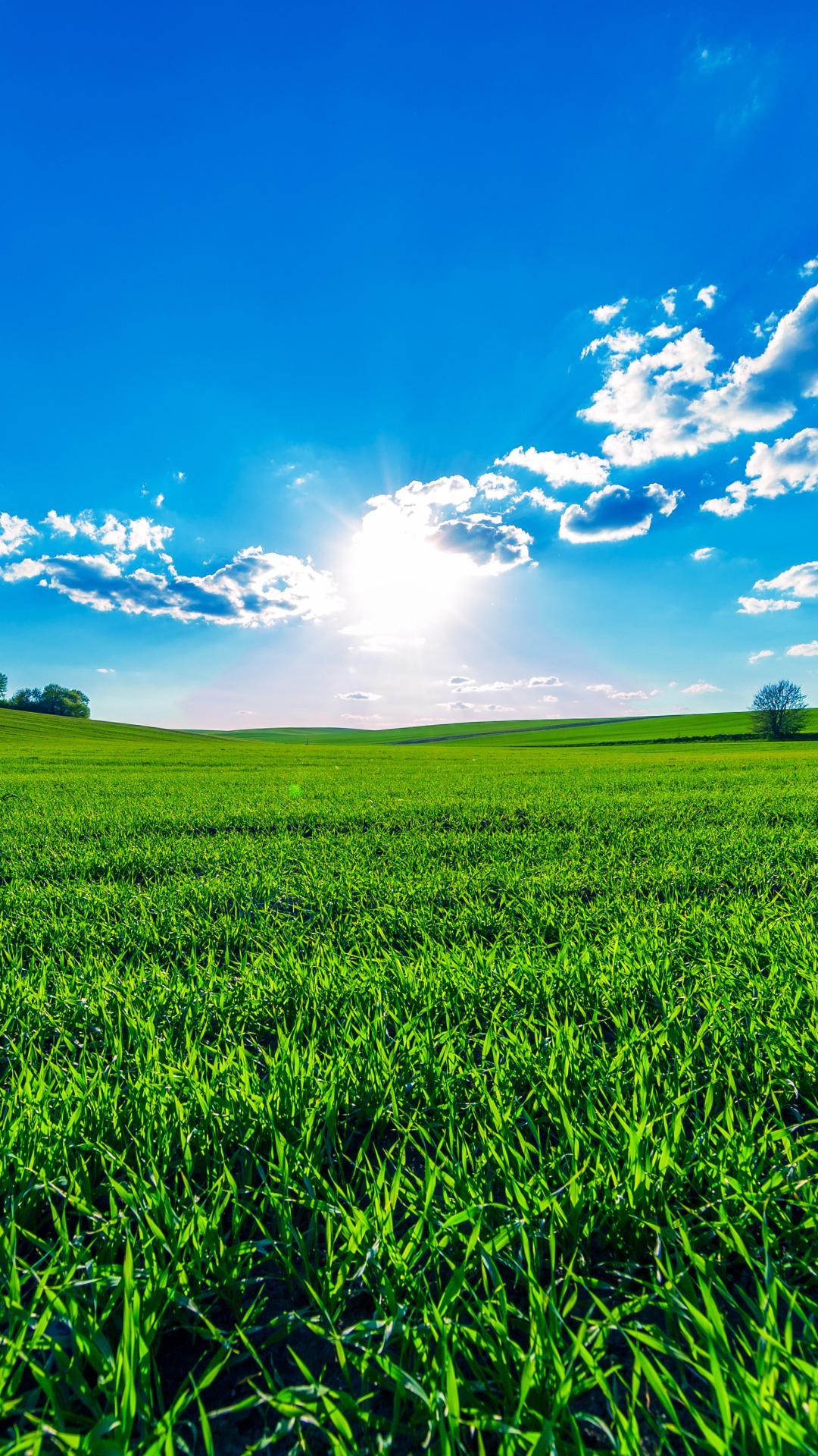 1080x1920 Green Field Mobile Wallpaper