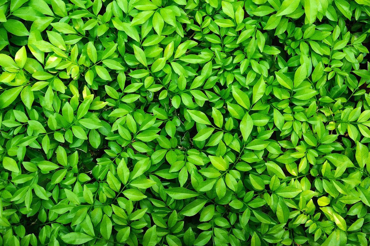 1200x799 Lush Thriving Leaves Mural Wallpaper