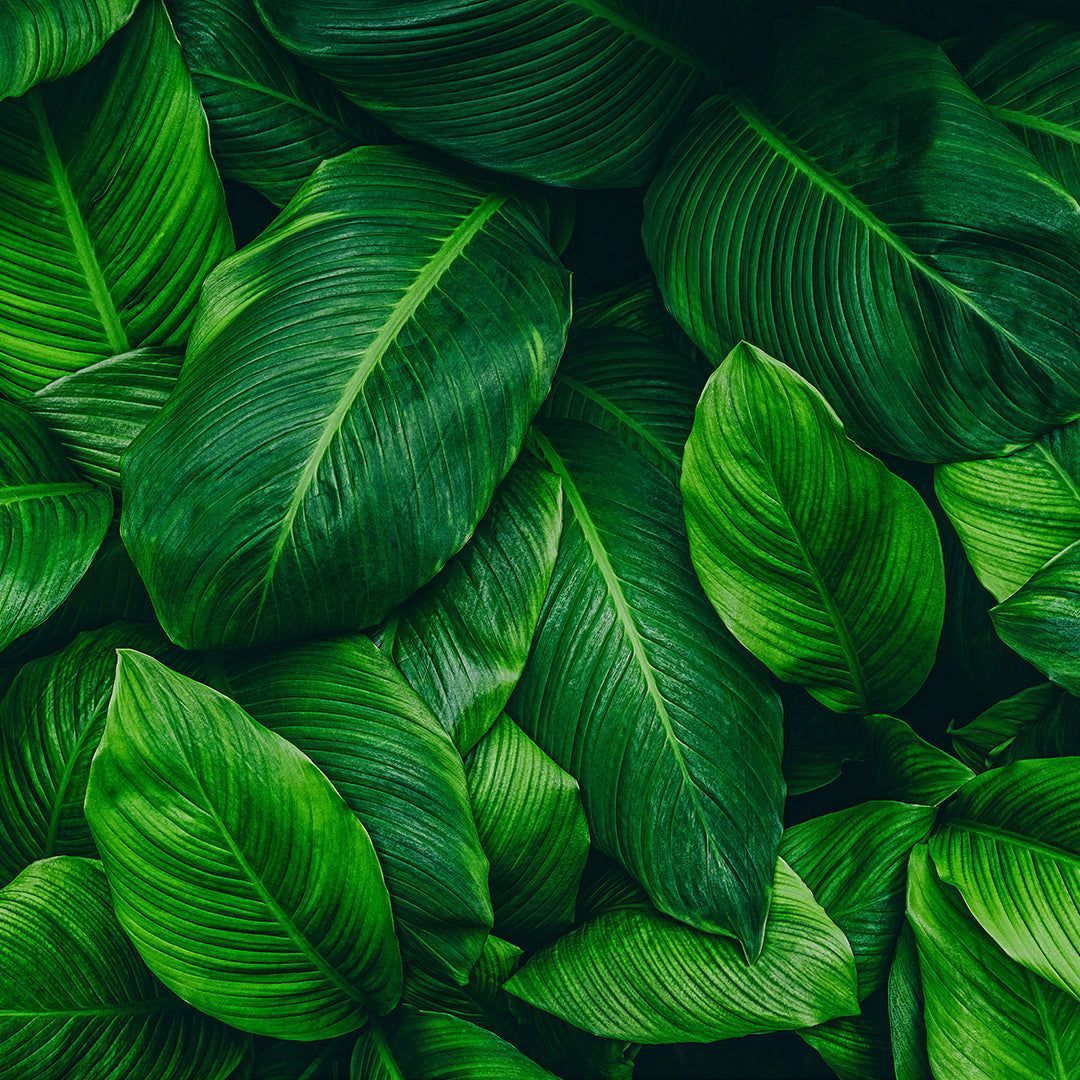 1080x1080 Lush Greenery Wallpaper