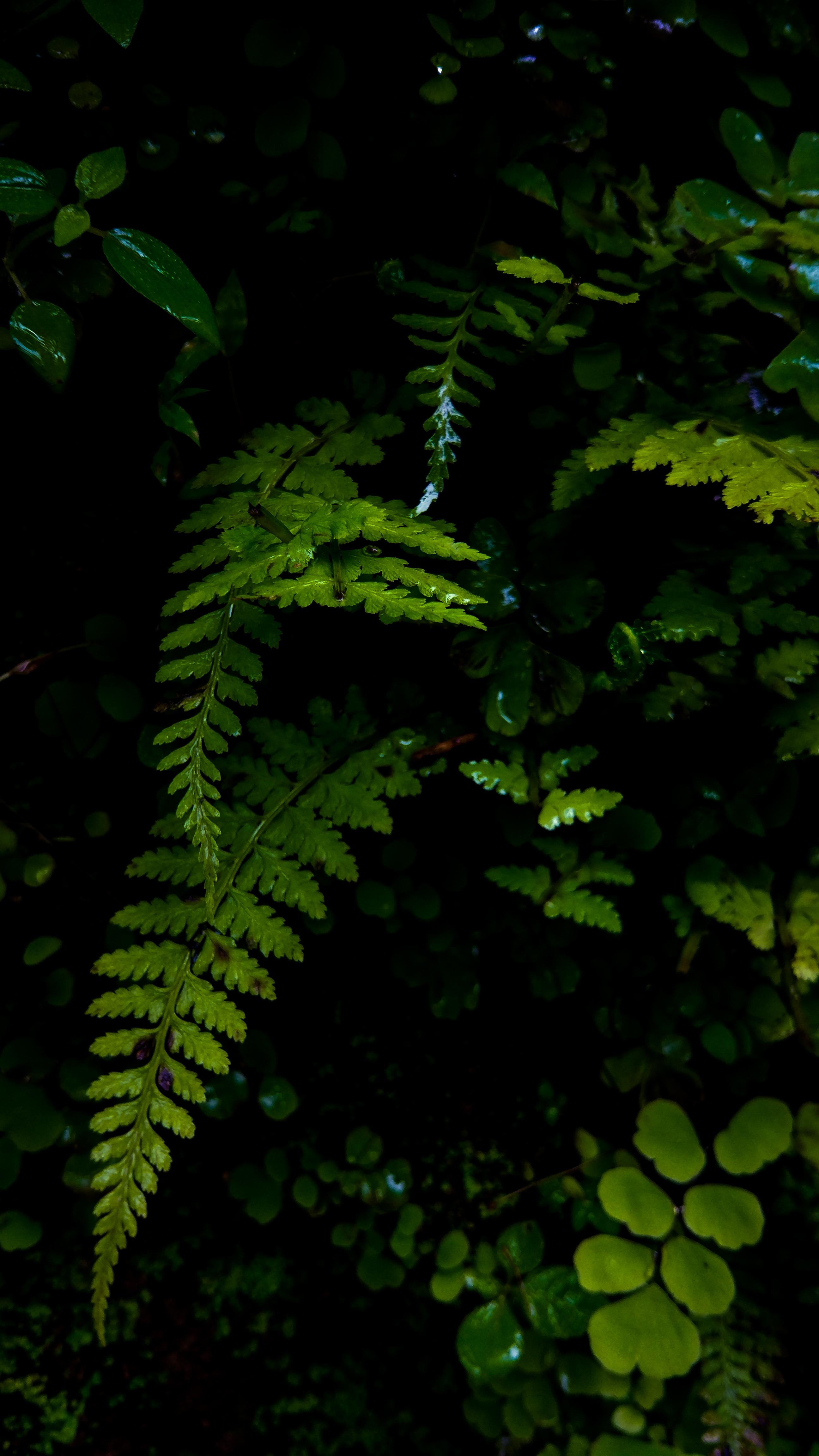 2592x4608 Wallpaper Lush Green