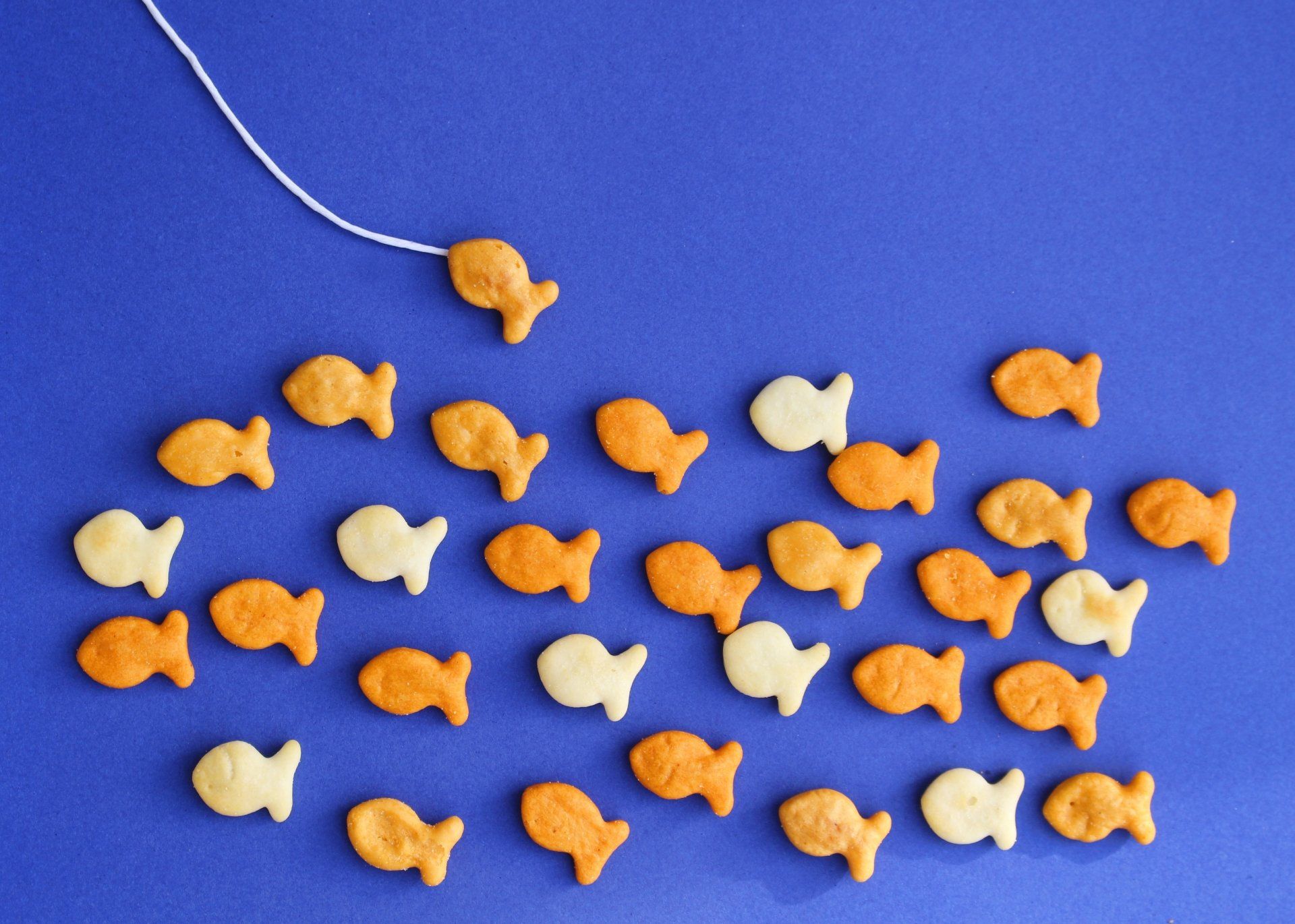 1920x1371 Cookie Fish Food Cracker 4k Ultra HD