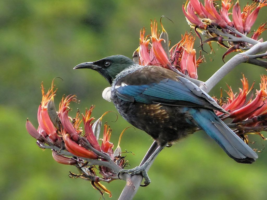 1024x768 Tui. Tui, one of New Zealand's native honeyeaters, are impo