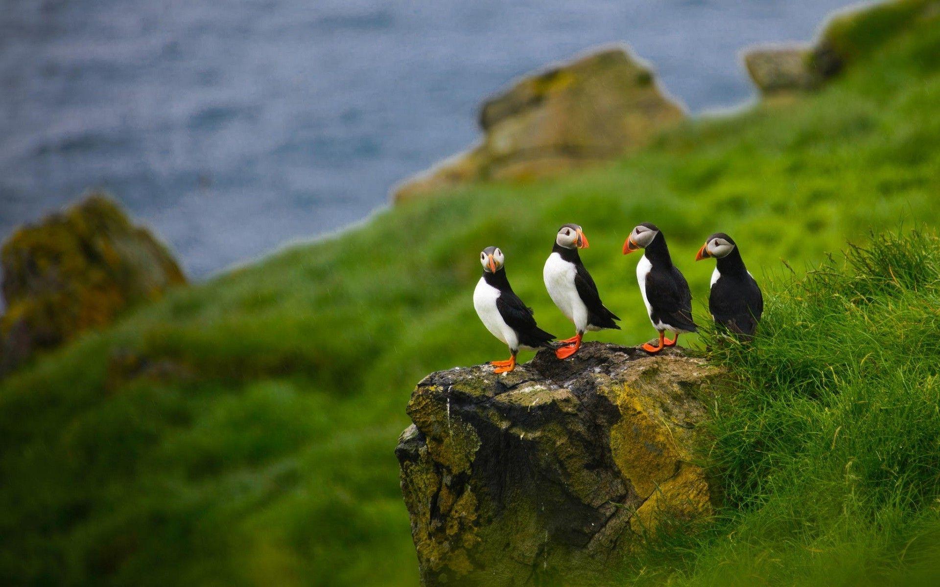 1920x1200 nature animals puffins depth of field birds faroe
