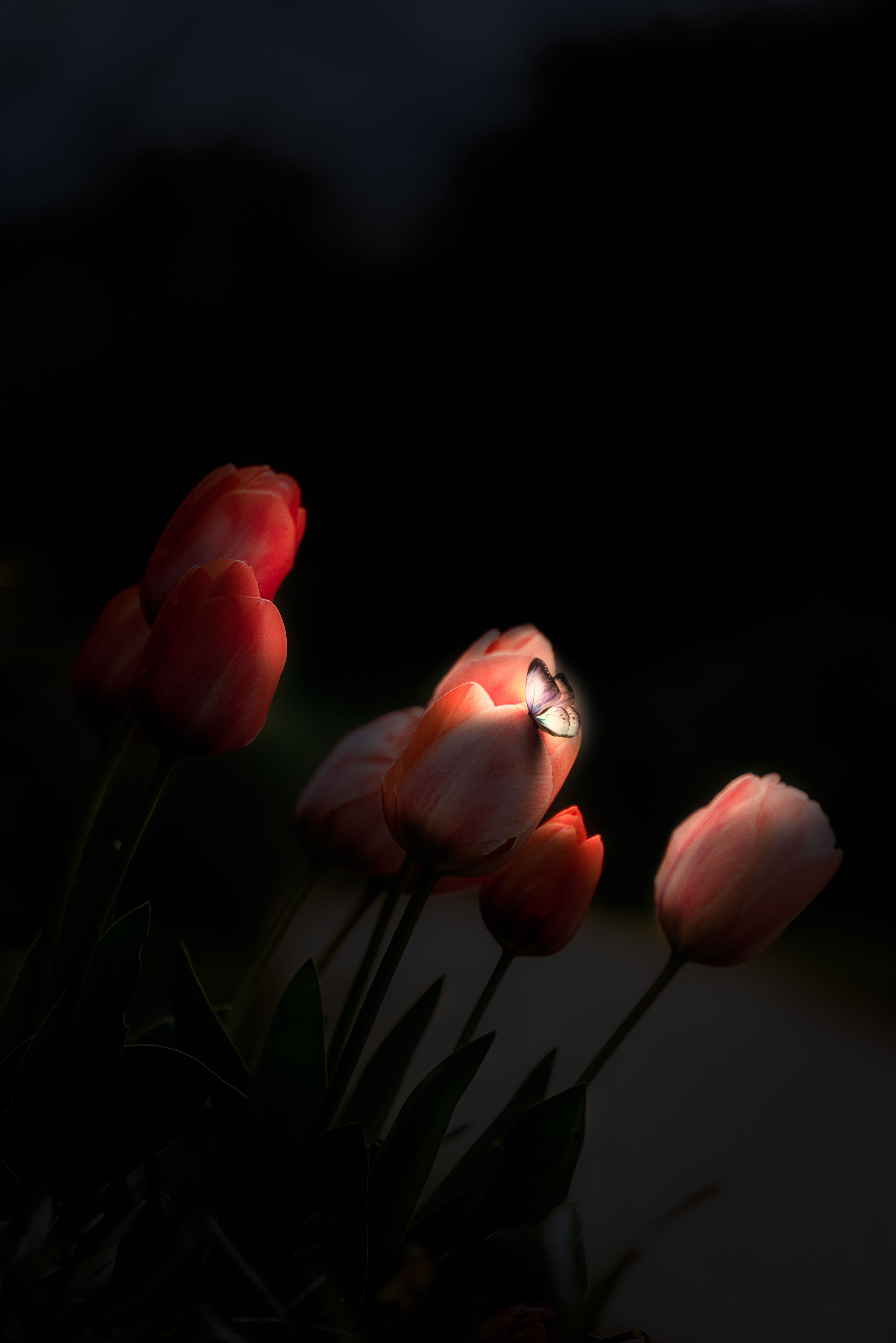 5304x7952 Phone wallpaper: Night, Glow, Dark, Tulips, Flowers, Butterfly 80733